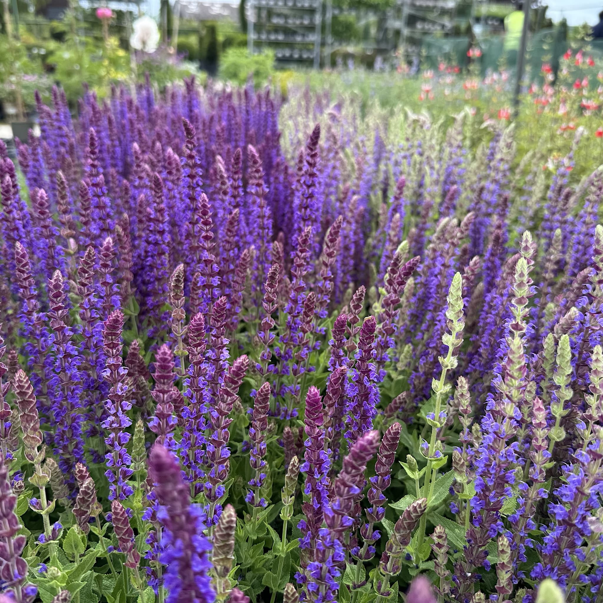 Salvia 'East Friesland'