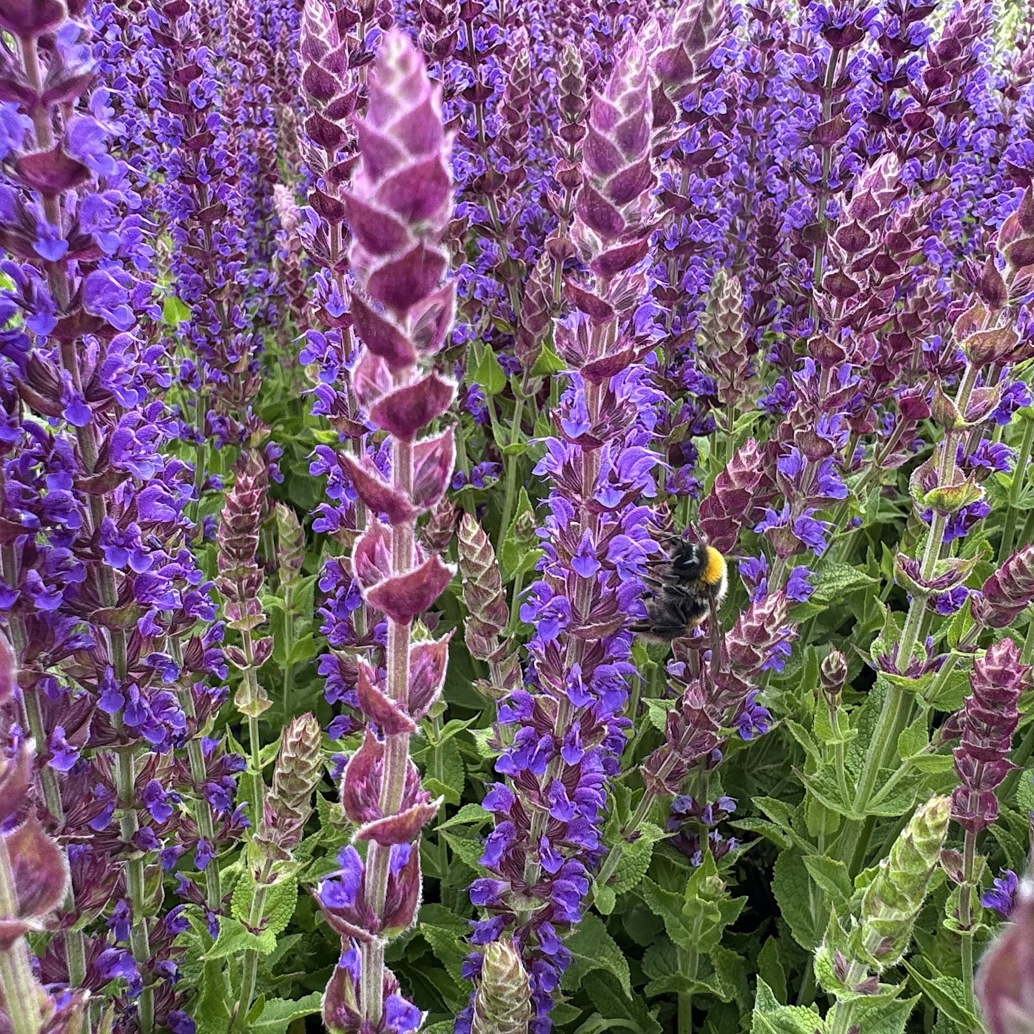 Salvia 'East Friesland'