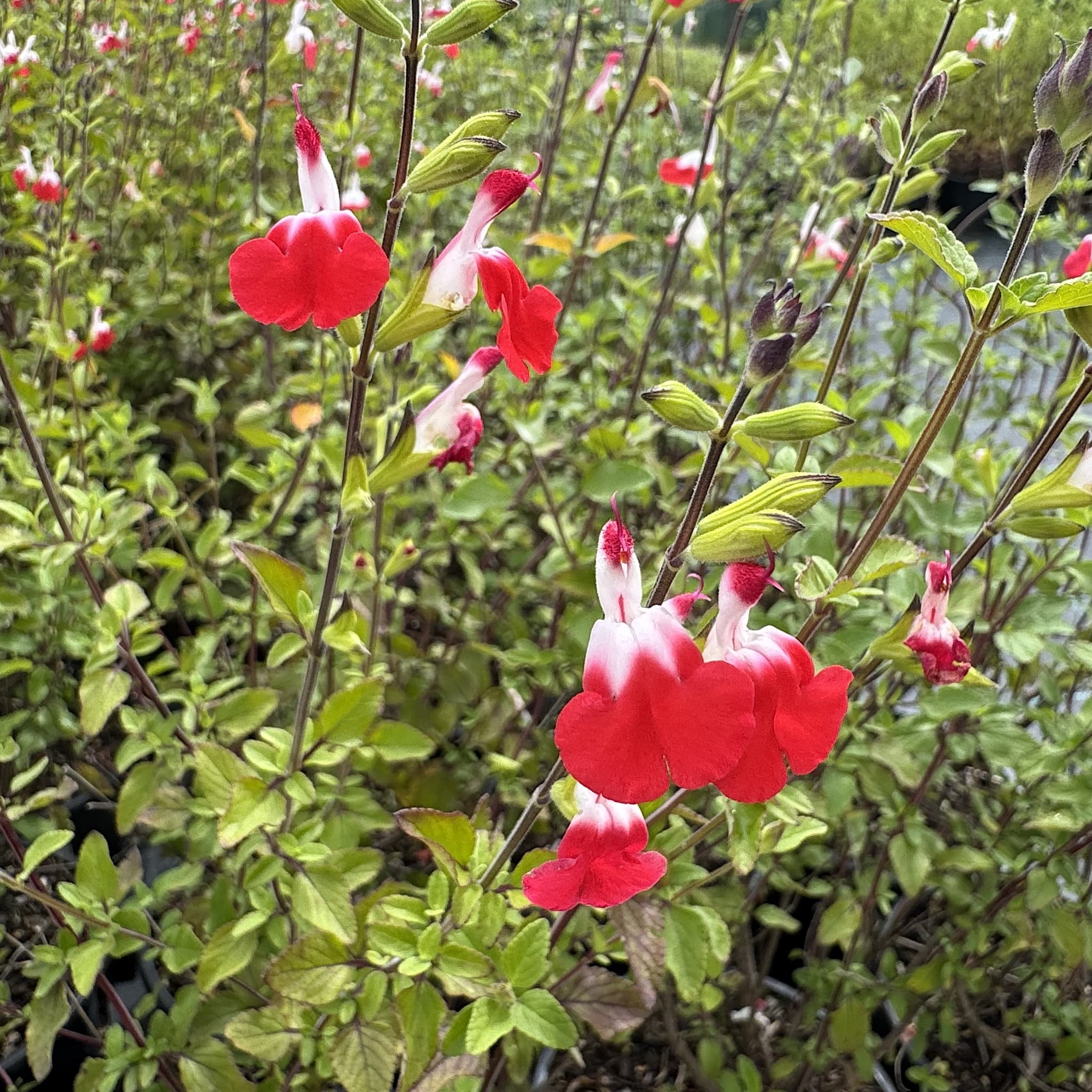 Salvia 'Hot Lips'