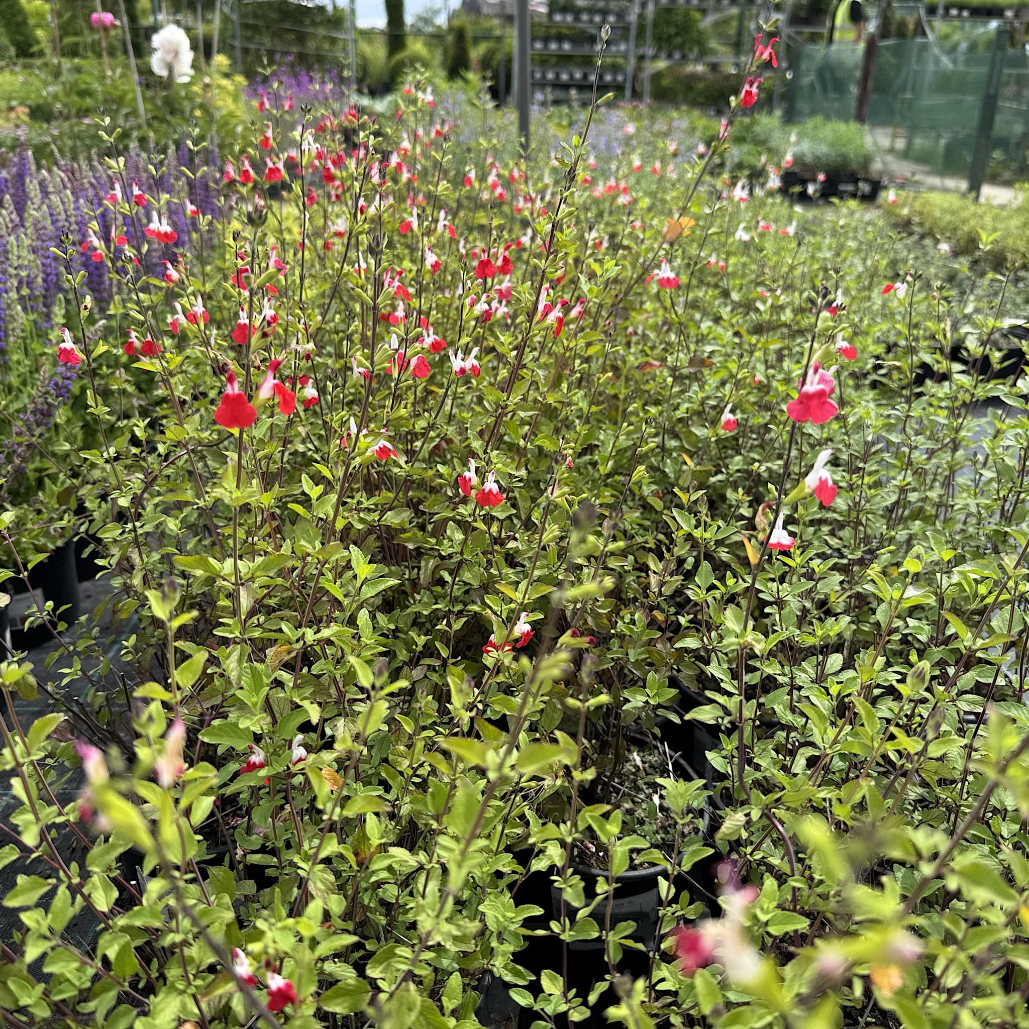 Salvia 'Hot Lips'