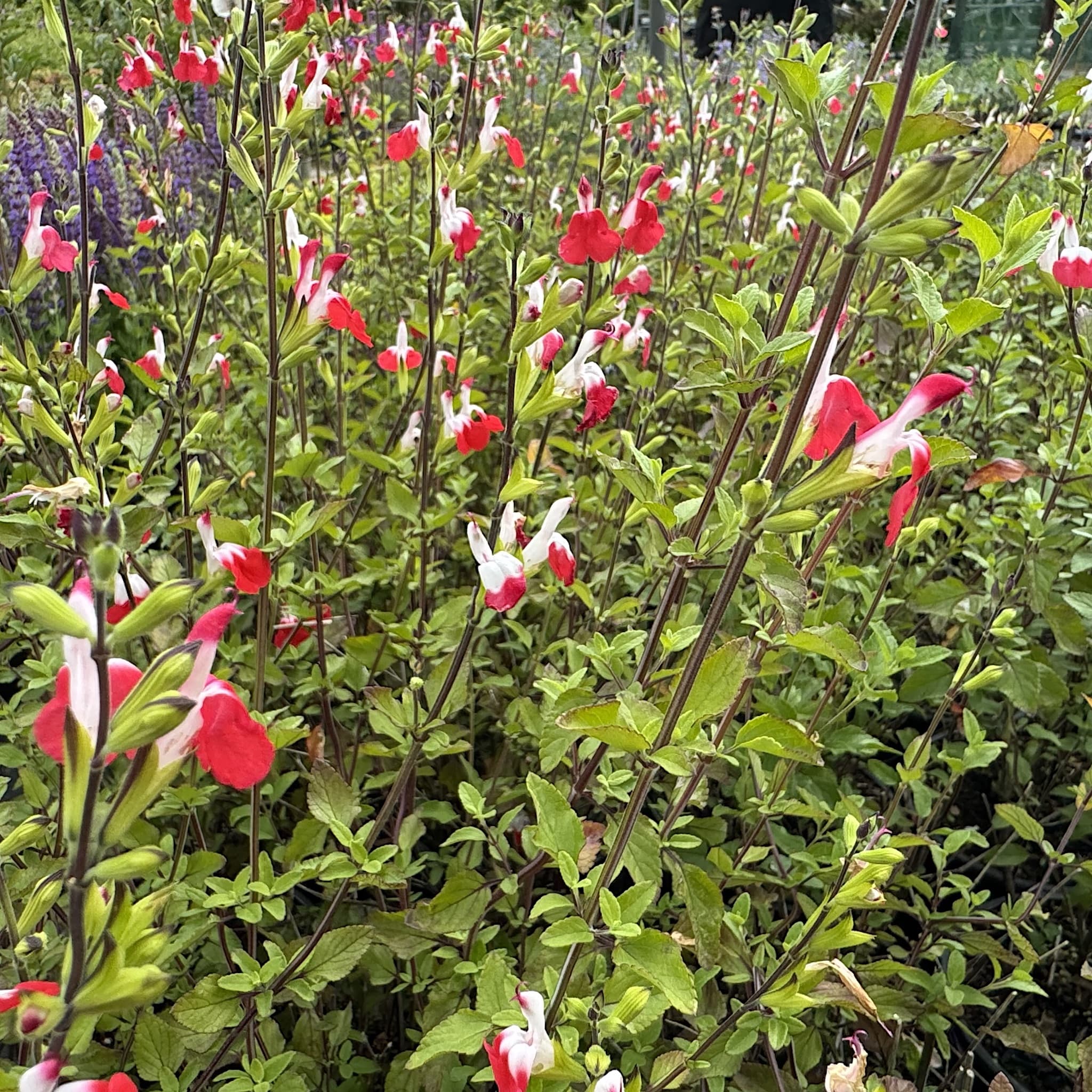 Salvia 'Hot Lips'
