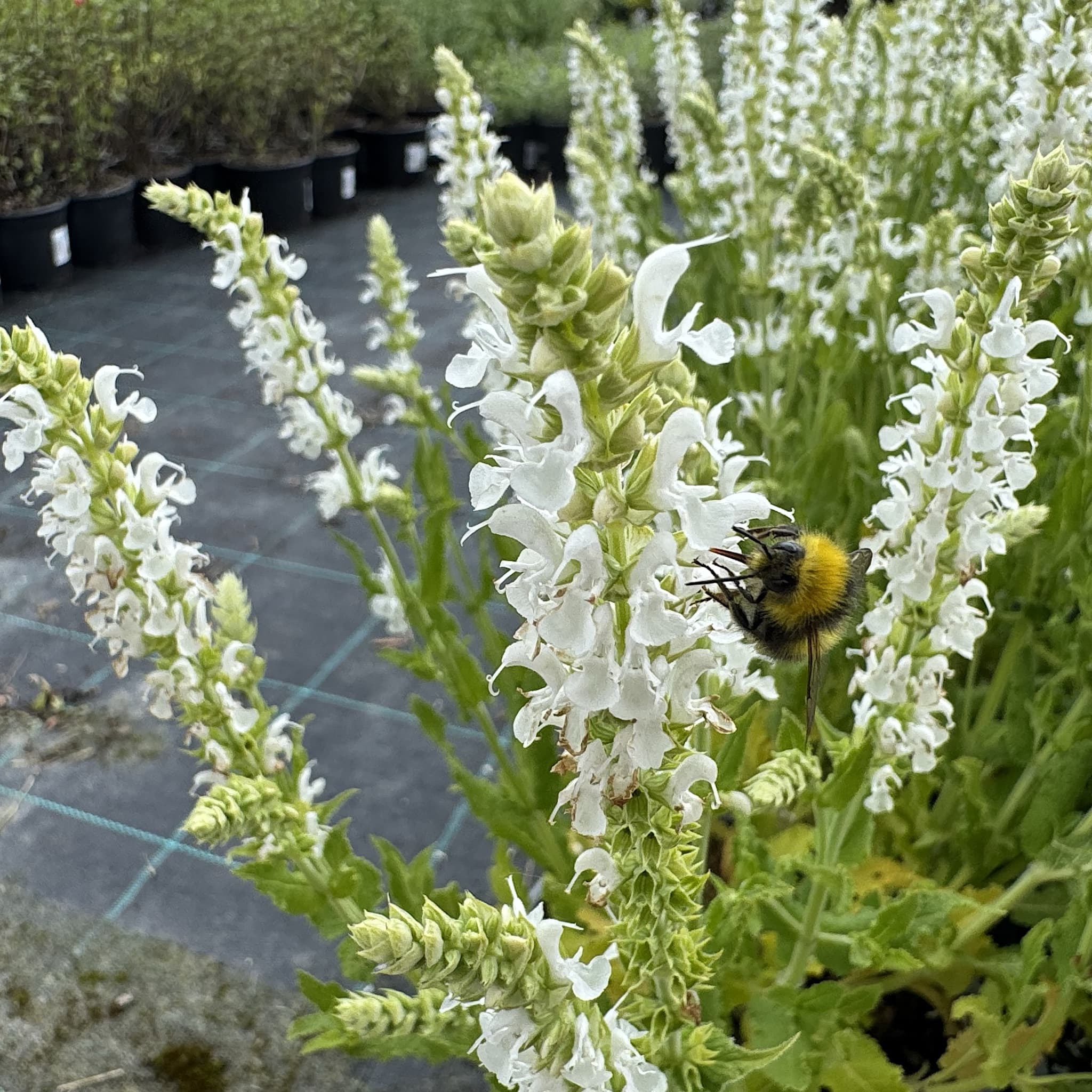 Salvia 'Schneehugel'