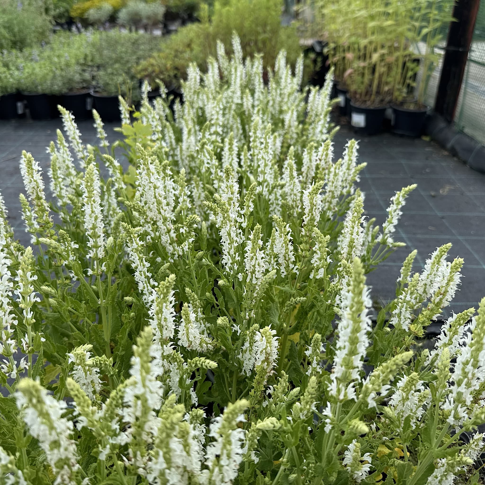 Salvia 'Schneehugel'
