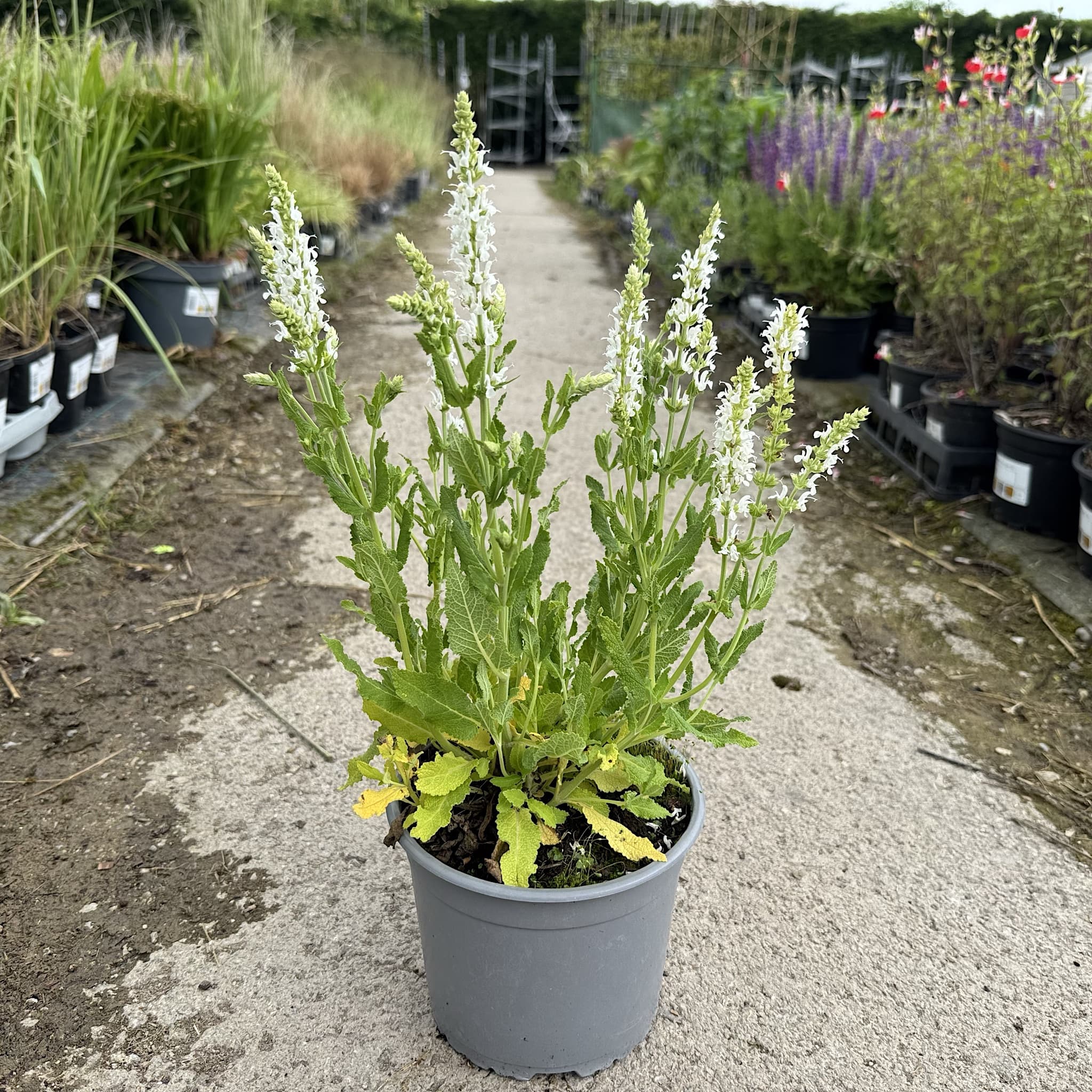 Salvia 'Schneehugel'