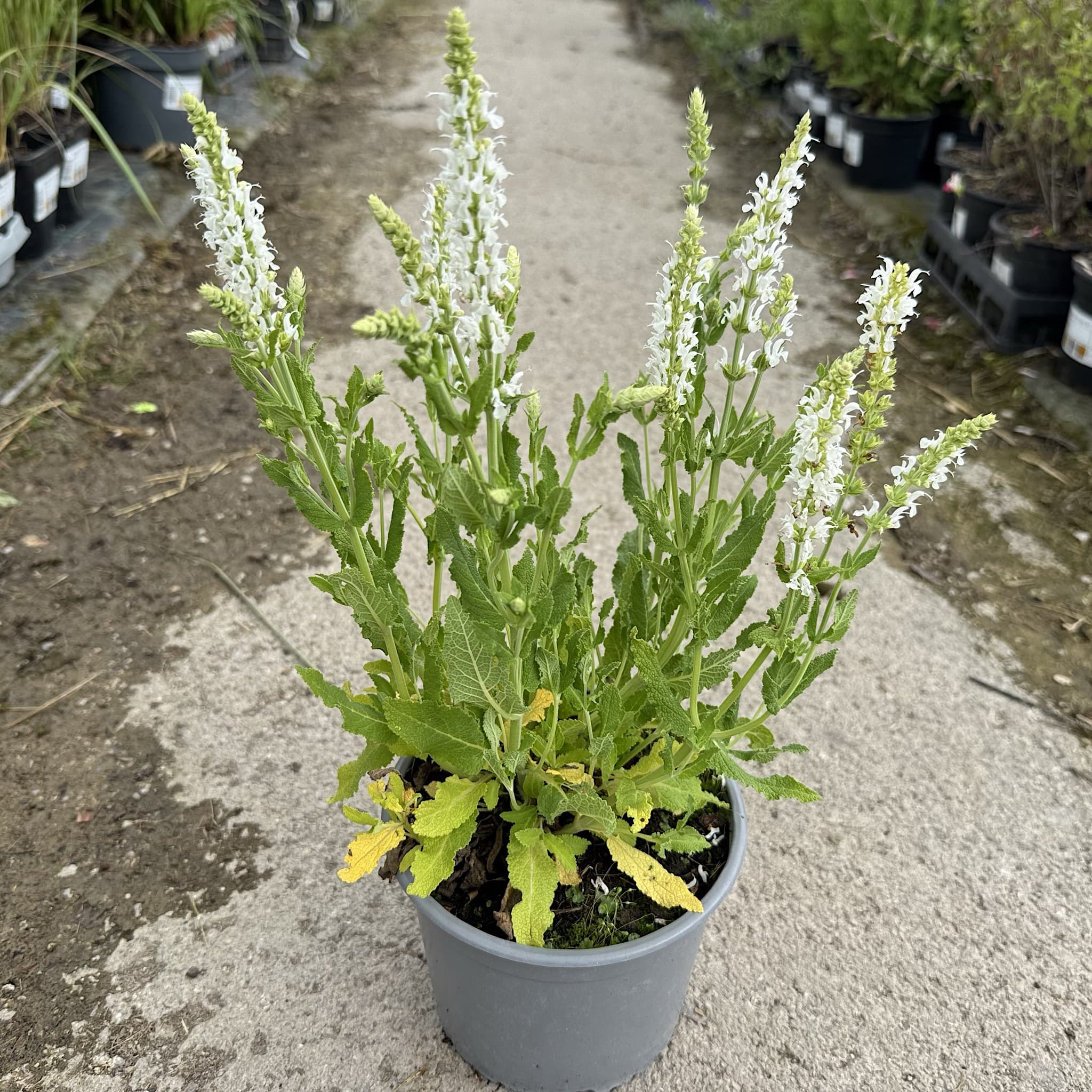 Salvia 'Schneehugel'