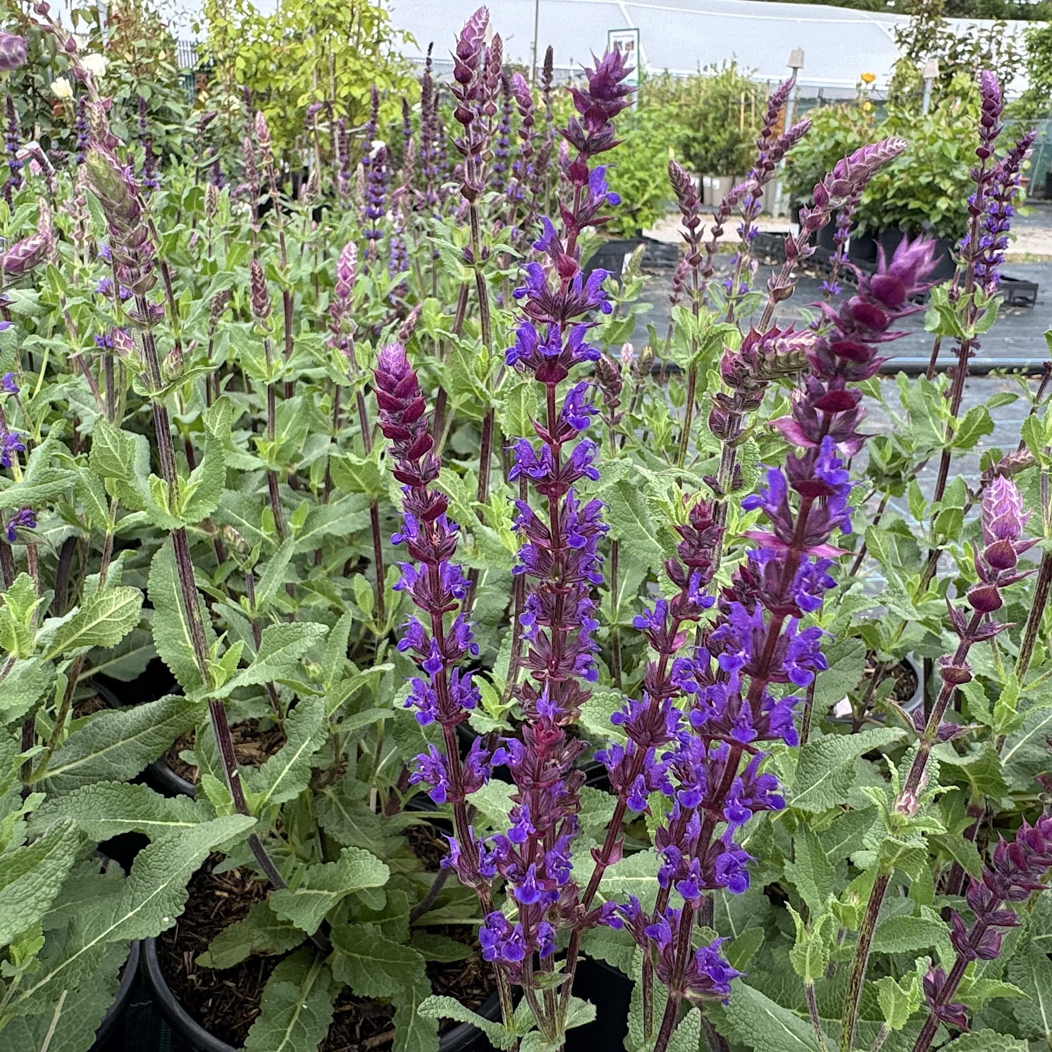 Salvia nem 'Caradonna'