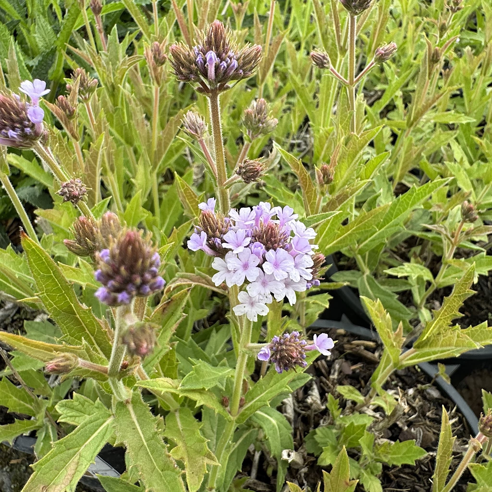 Verbena rigida 'Polaris’