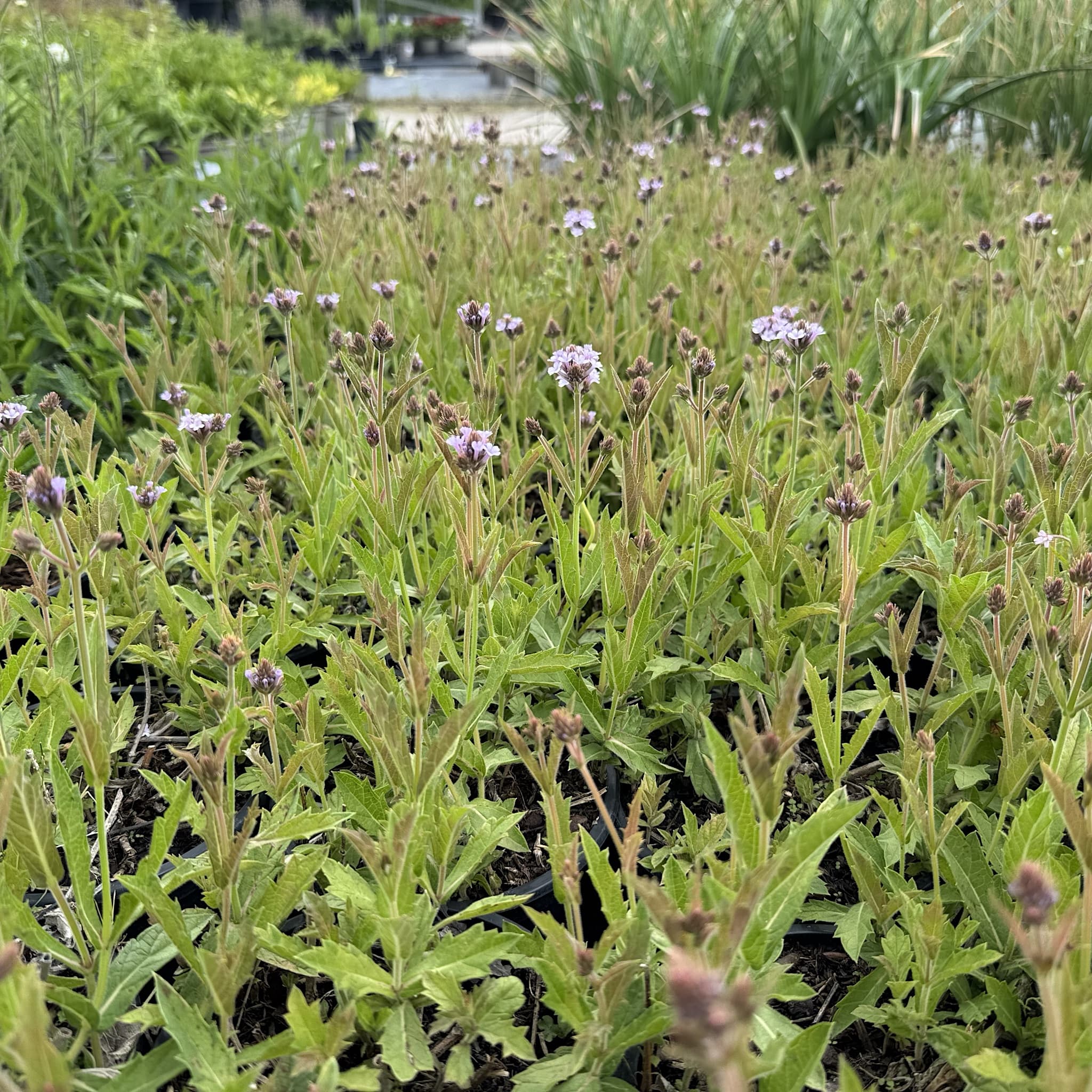 Verbena rigida 'Polaris’