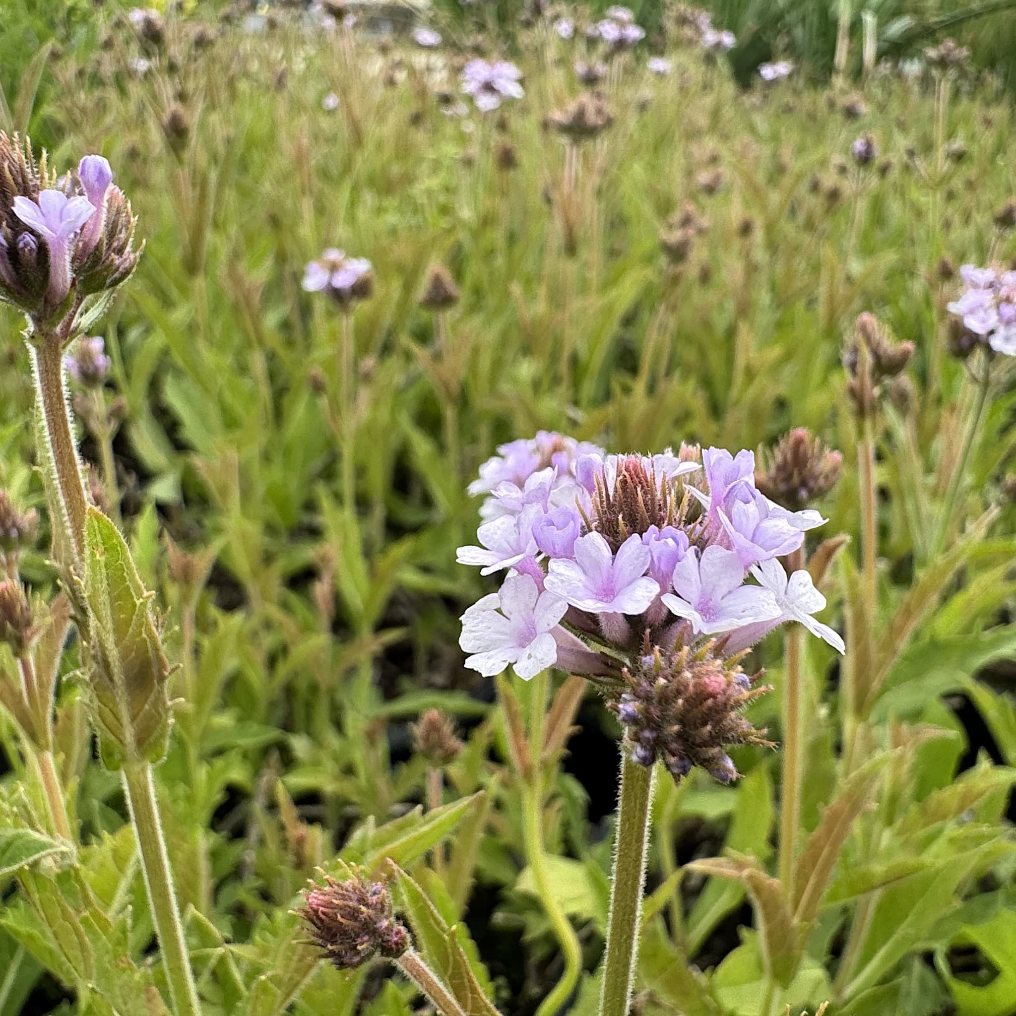 Verbena rigida 'Polaris’