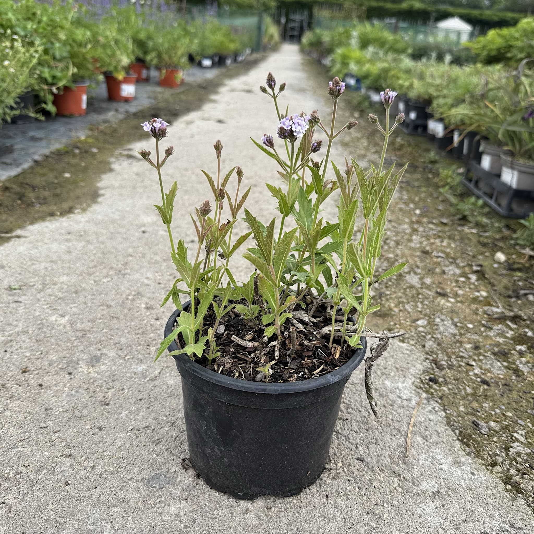 Verbena rigida 'Polaris’