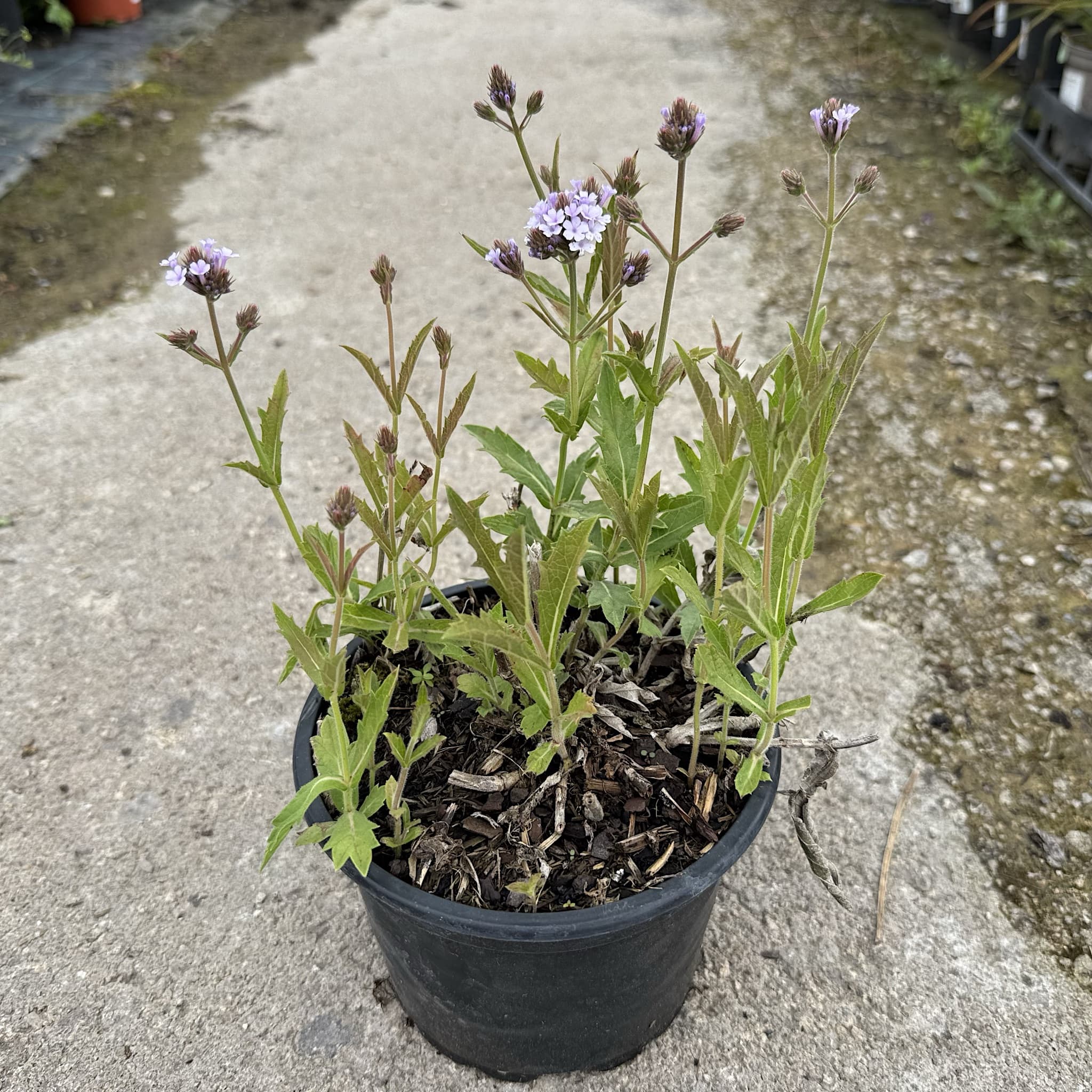 Verbena rigida 'Polaris’