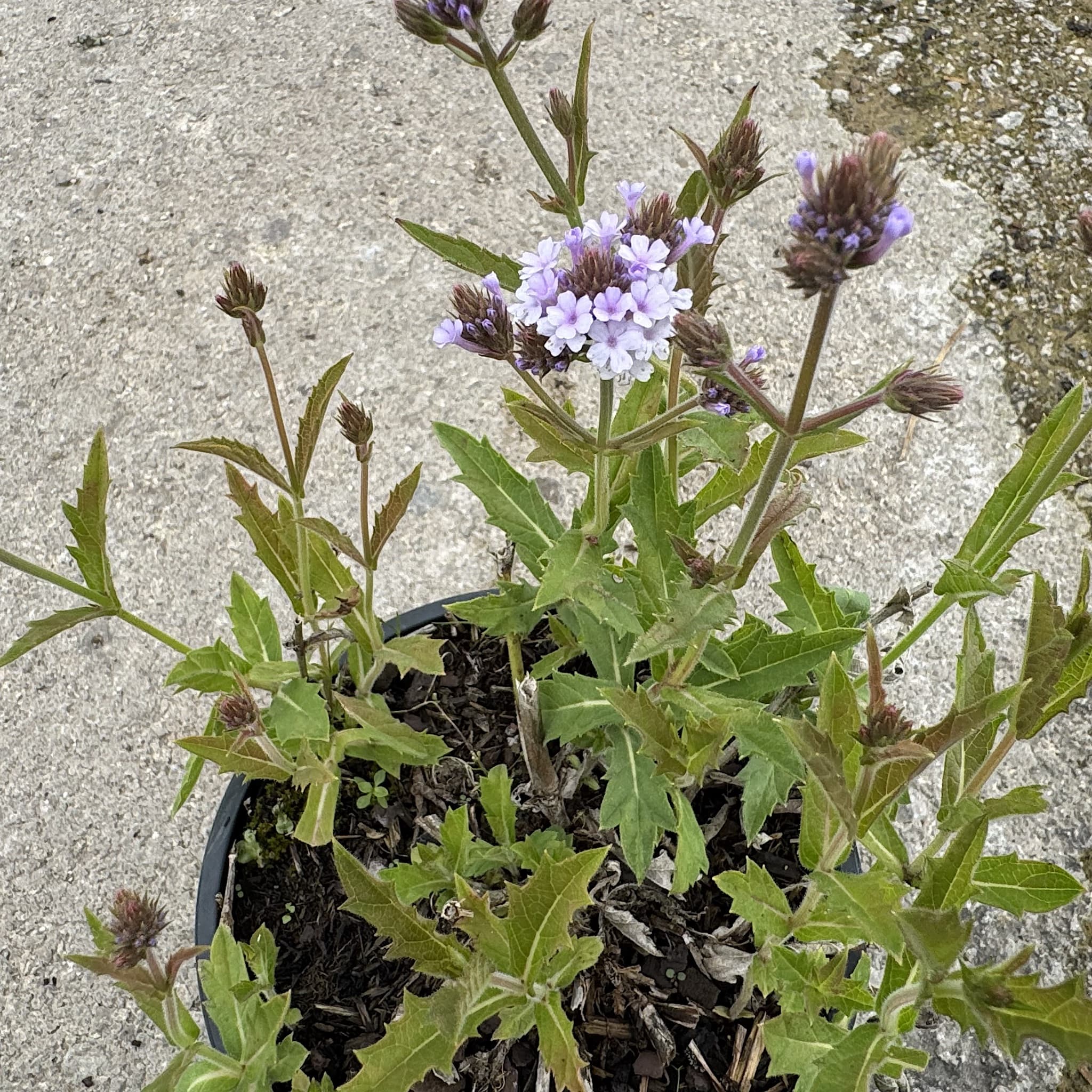Verbena rigida 'Polaris’