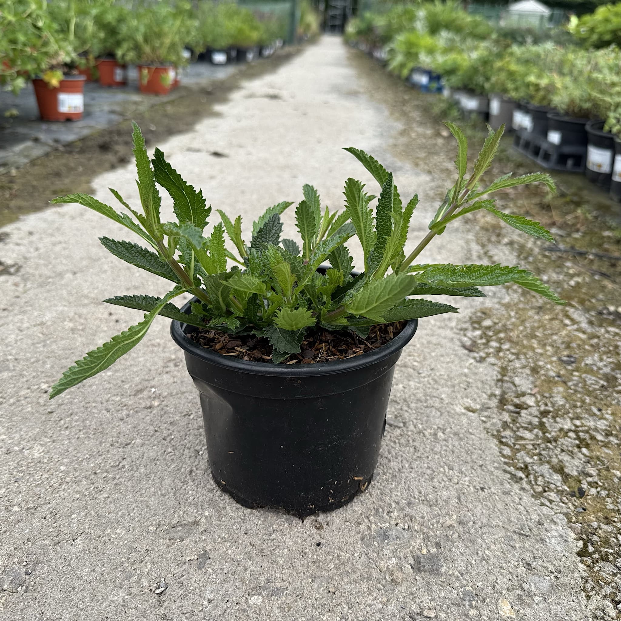 Verbena bonariensis 'Lollipop'