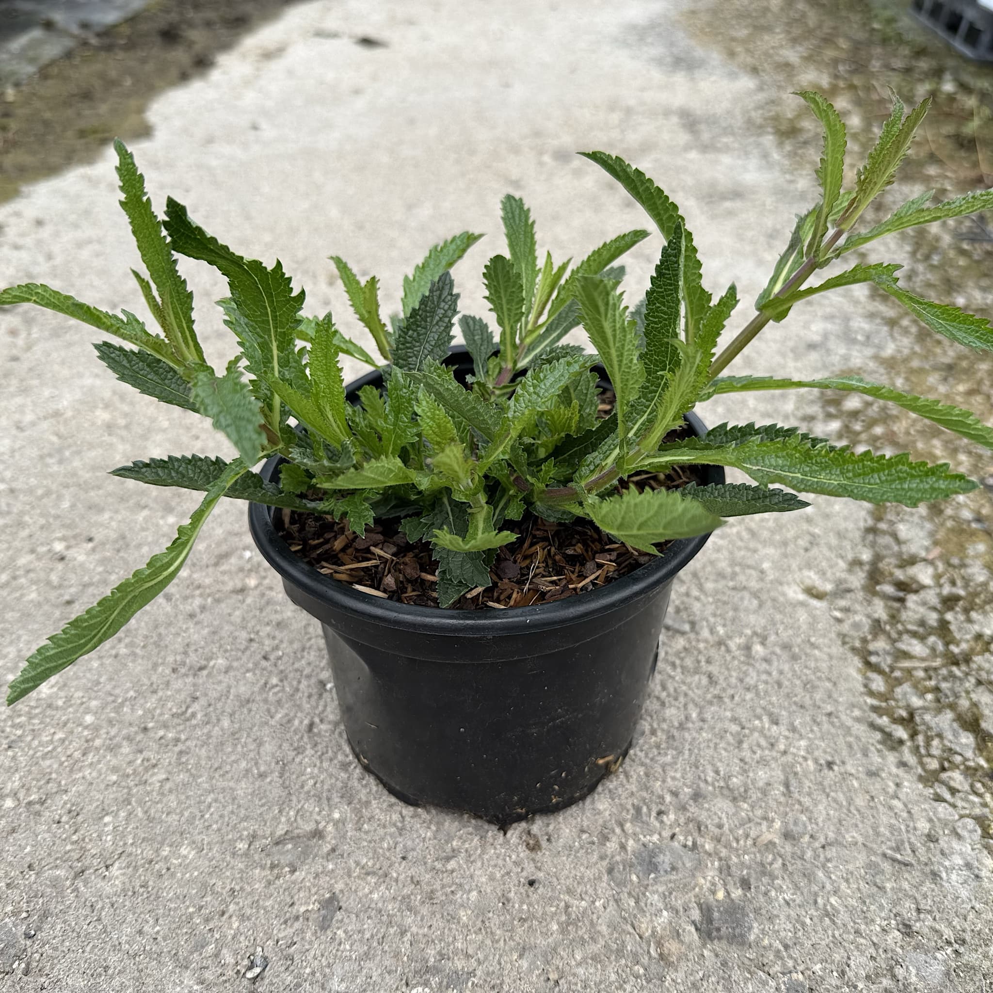 Verbena bonariensis 'Lollipop'