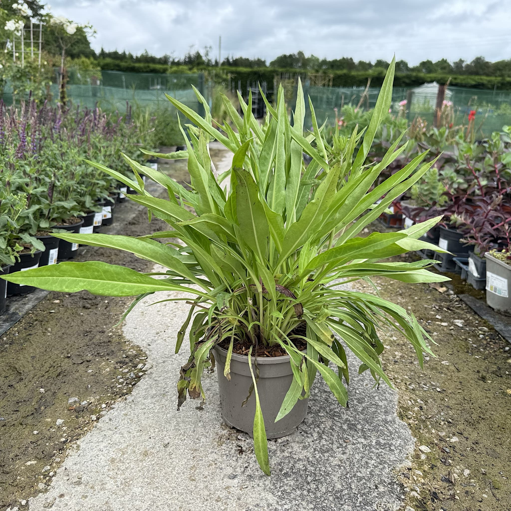 Stokesia laevis 'Blue Star'