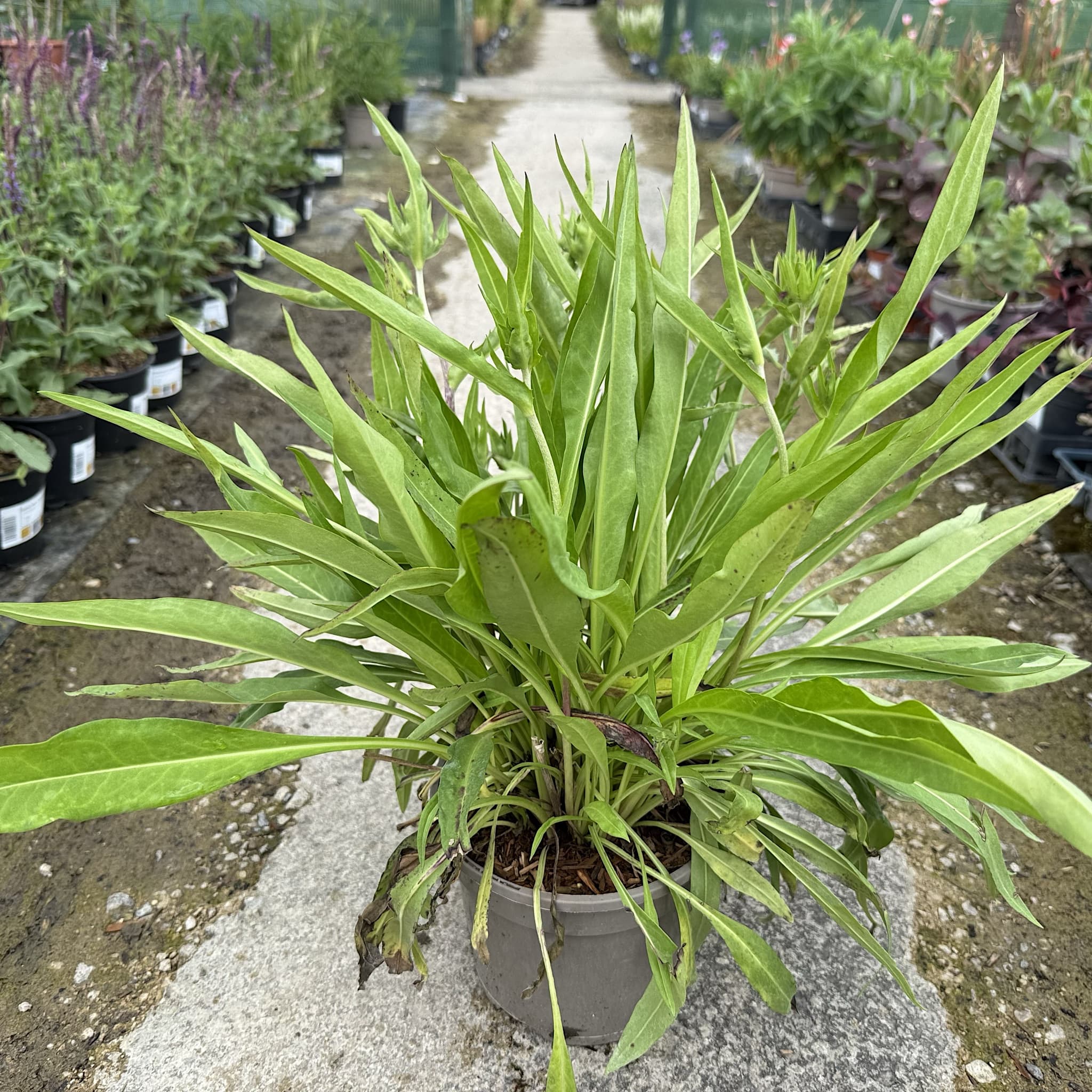 Stokesia laevis 'Blue Star'