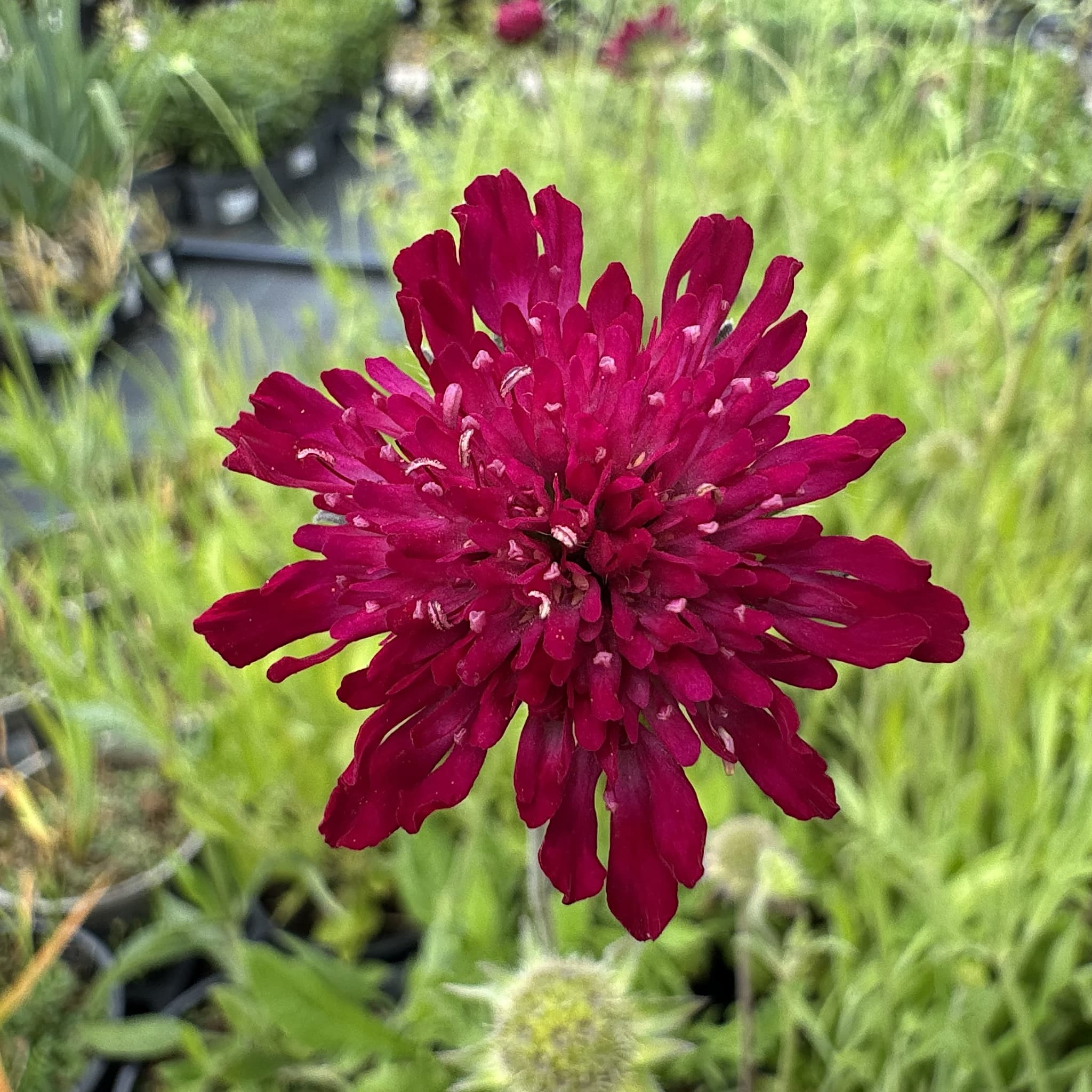 Knautia macedonica