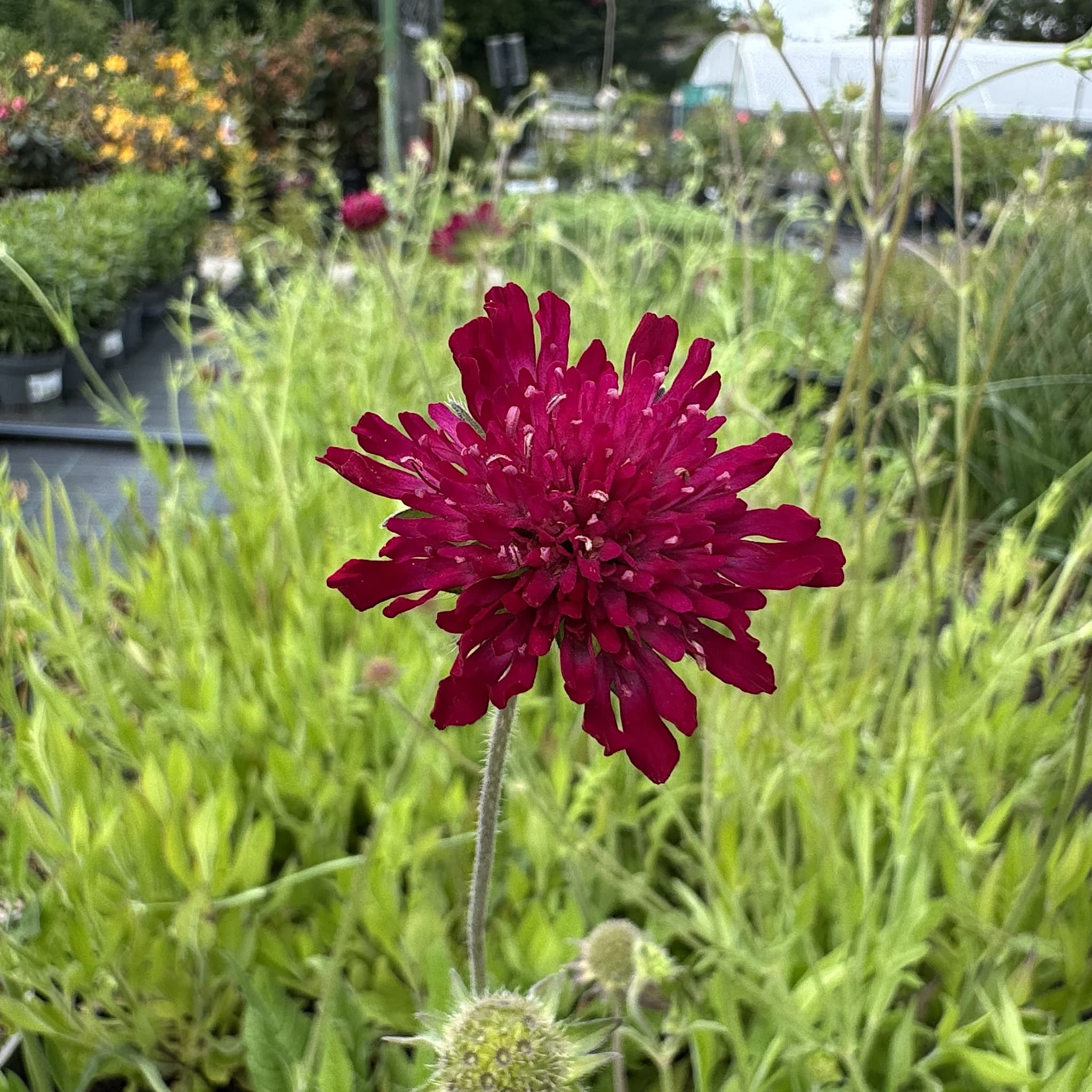 Knautia macedonica