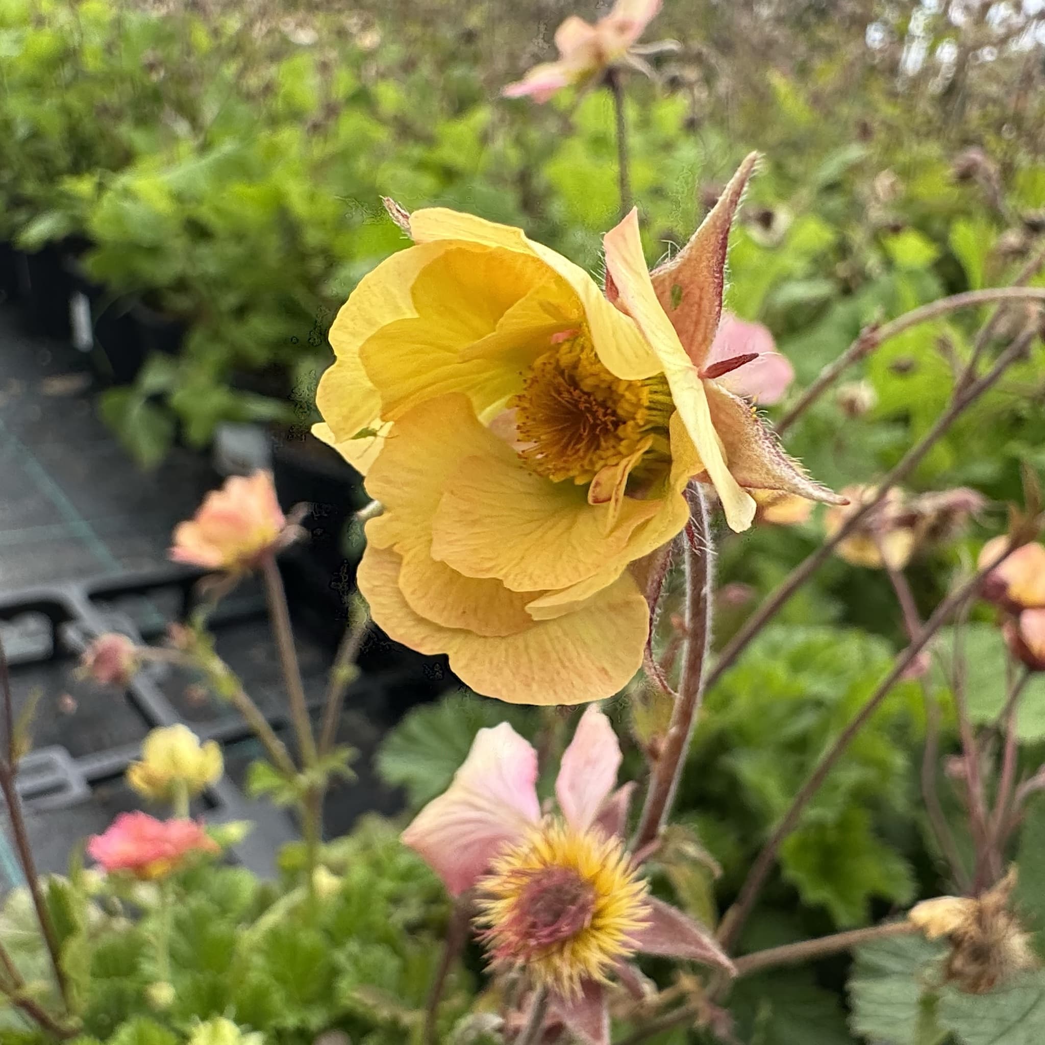 Geum 'Totally Tangerine'