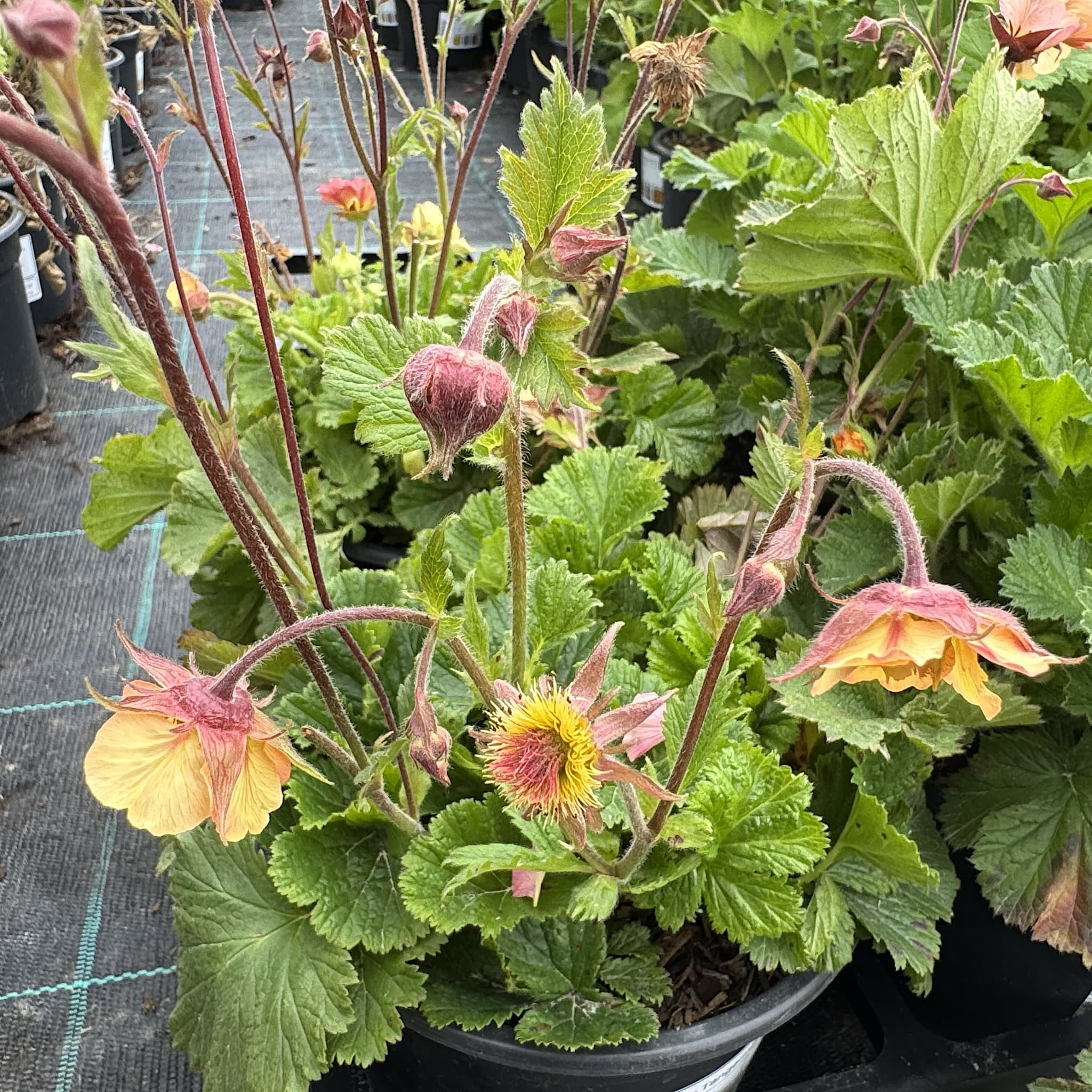 Geum 'Totally Tangerine'