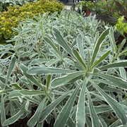 Euphorbia characias 'Glacier Blue'