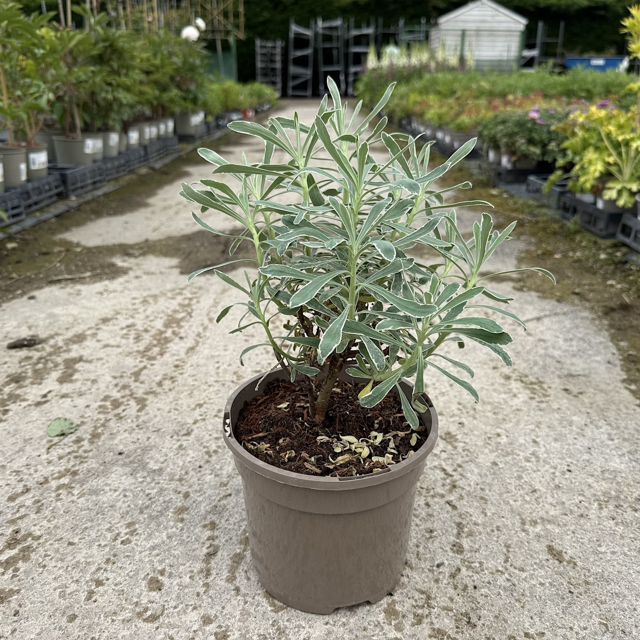 Euphorbia characias 'Glacier Blue'