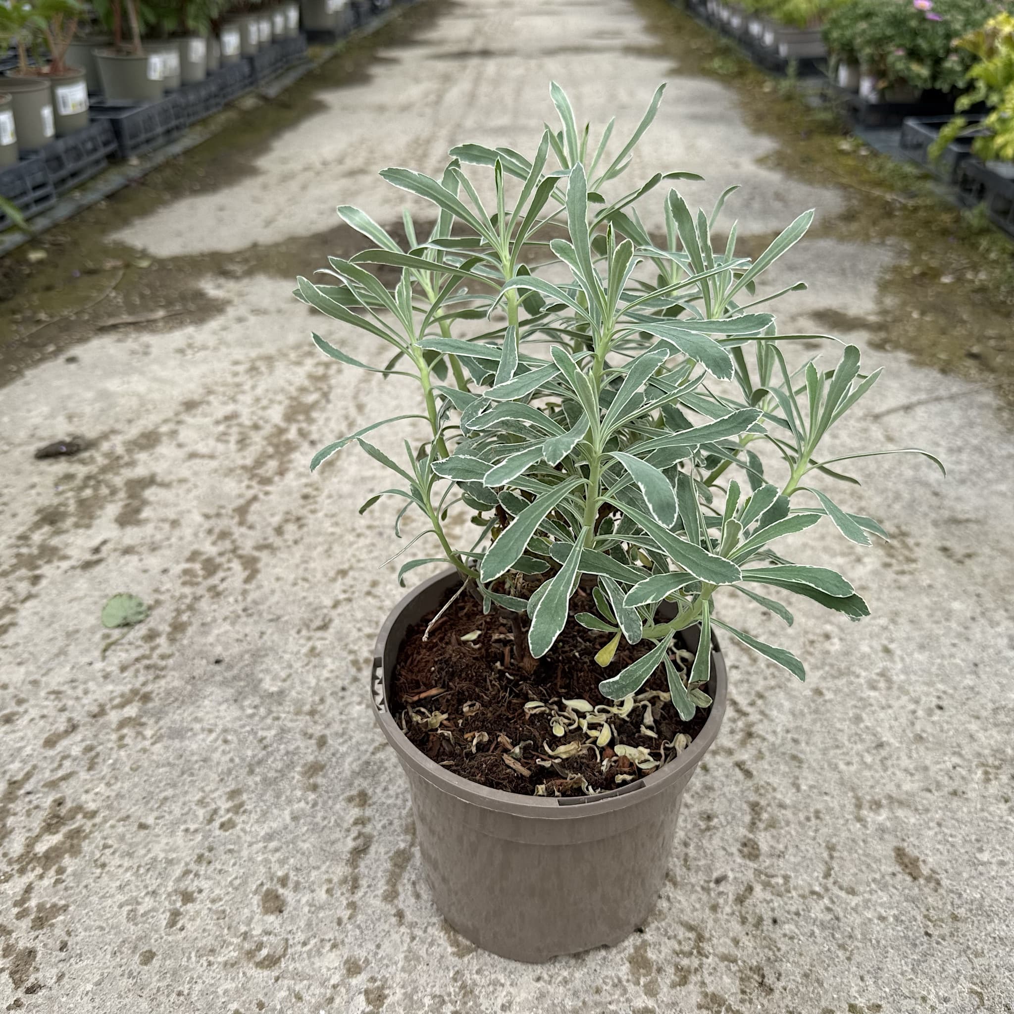 Euphorbia characias 'Glacier Blue'