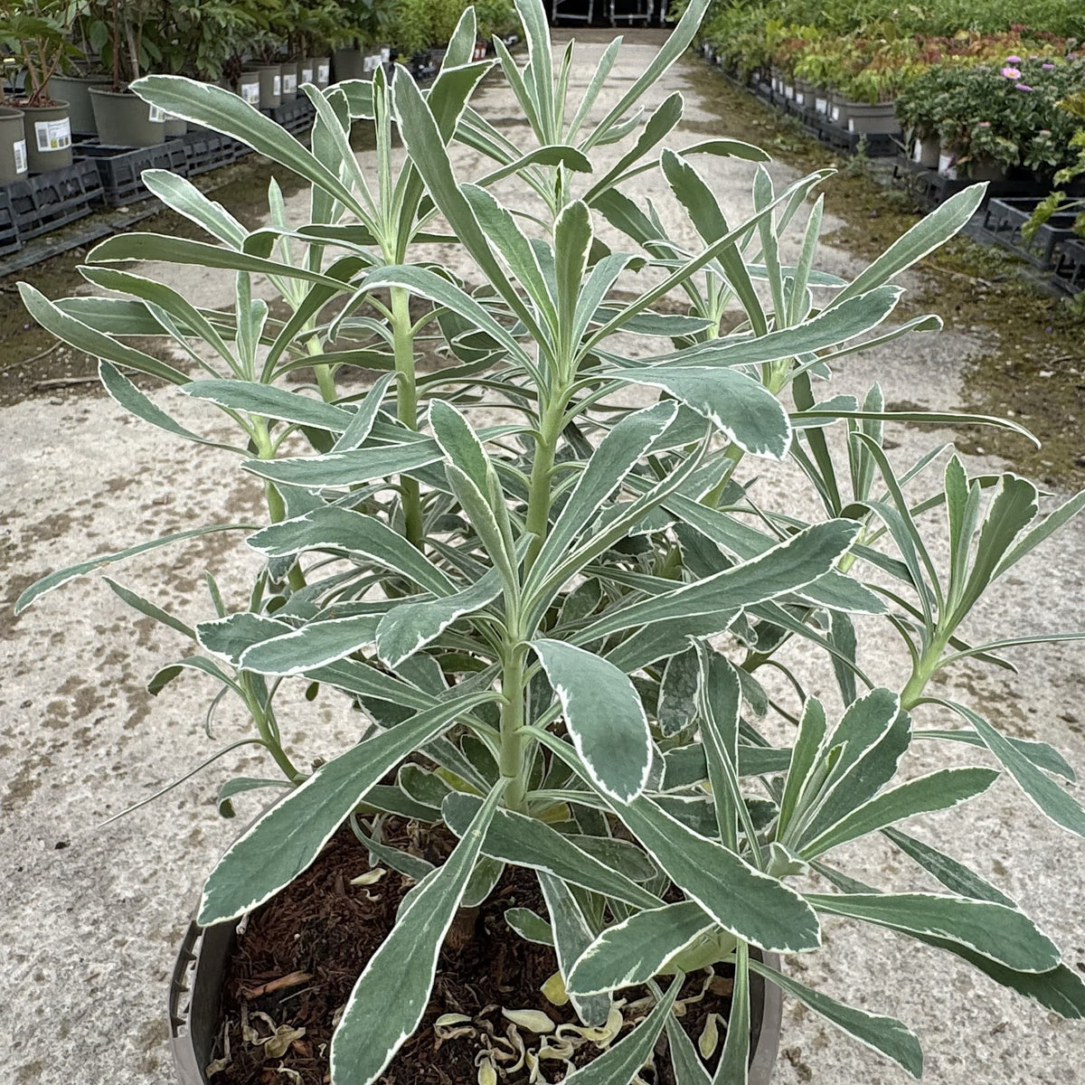 Euphorbia characias 'Glacier Blue'