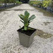 Euphorbia amygdaloides 'Robbiae'