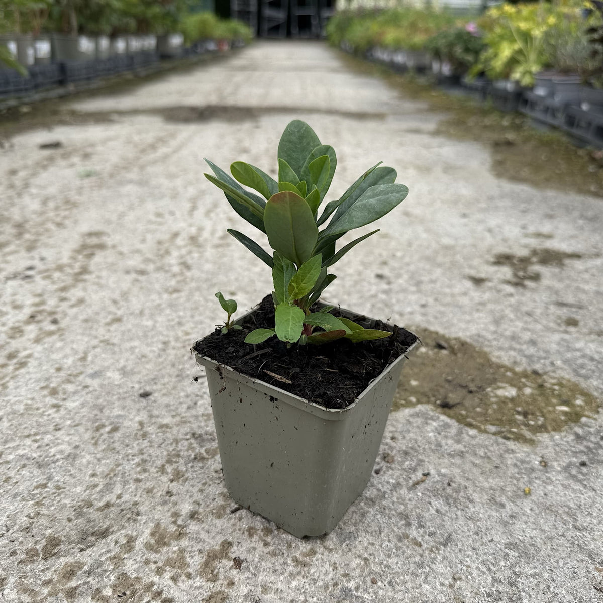 Euphorbia amygdaloides 'Robbiae'