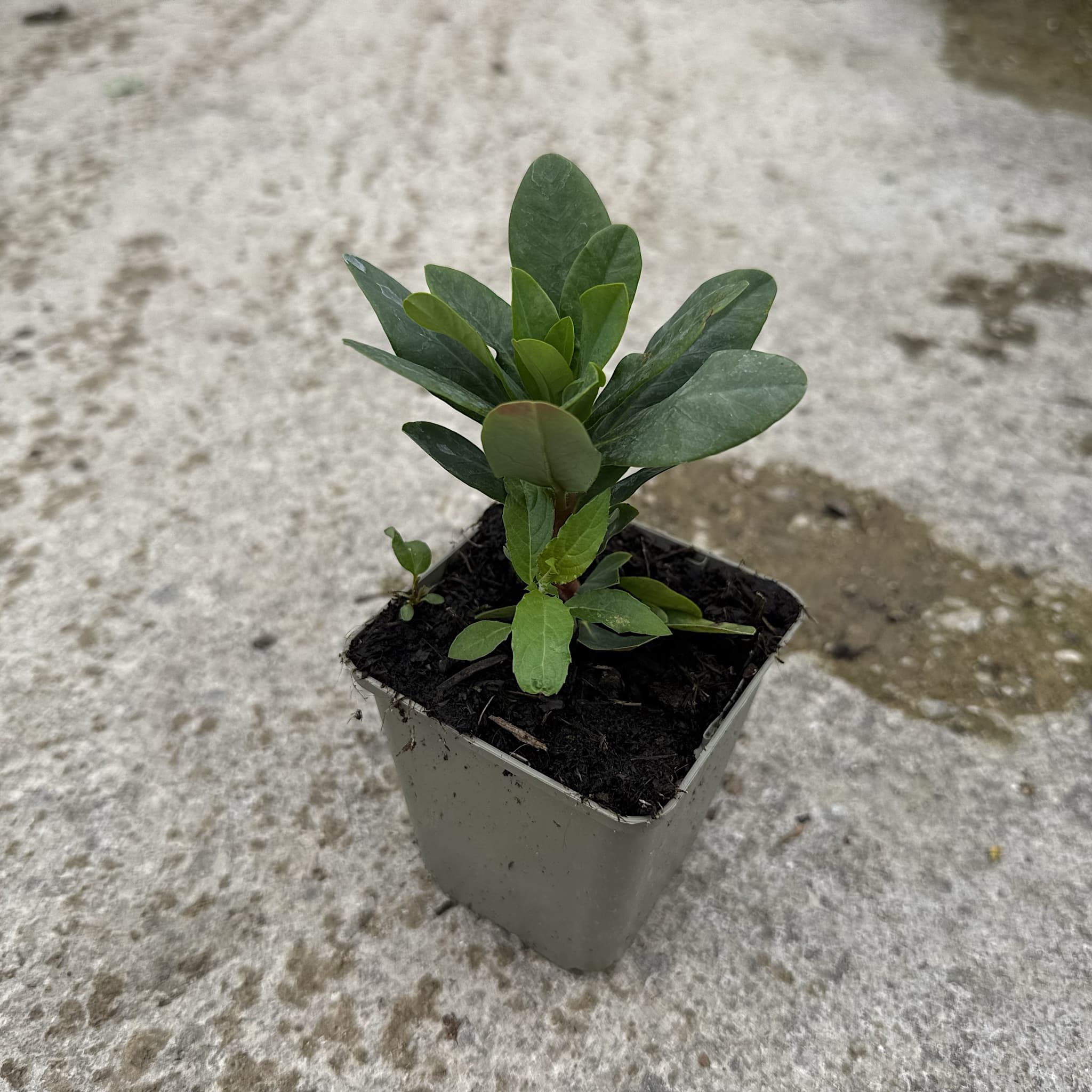 Euphorbia amygdaloides 'Robbiae'
