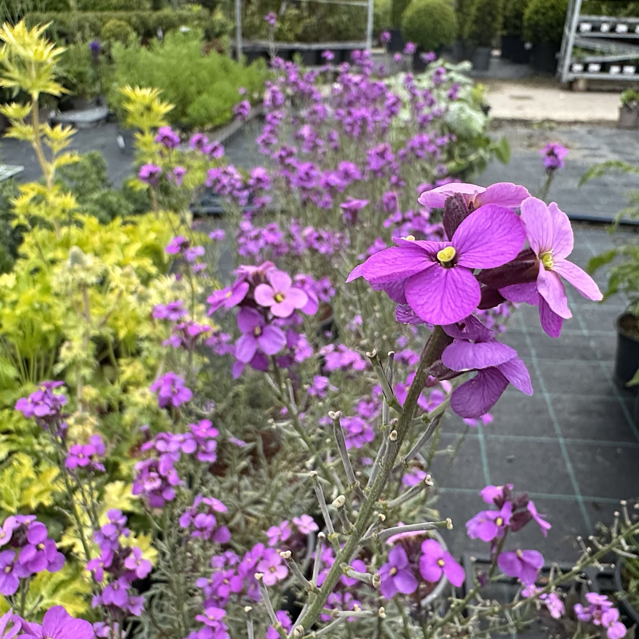 Erysimum 'Bowles' Mauve'