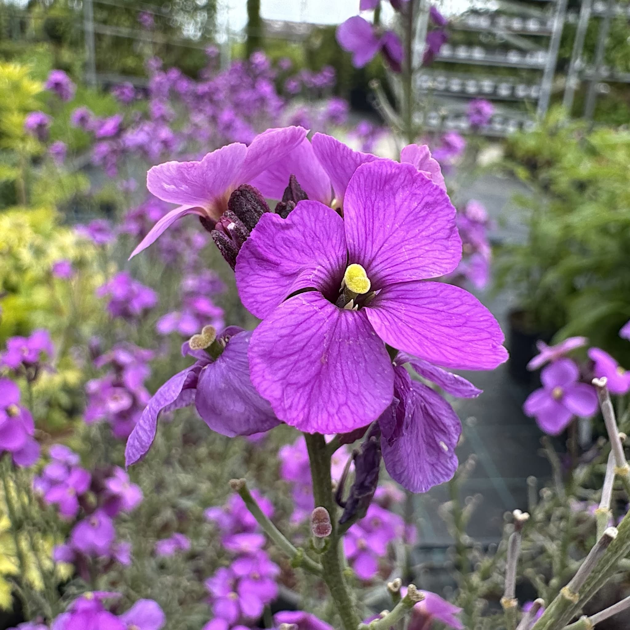 Erysimum 'Bowles' Mauve'
