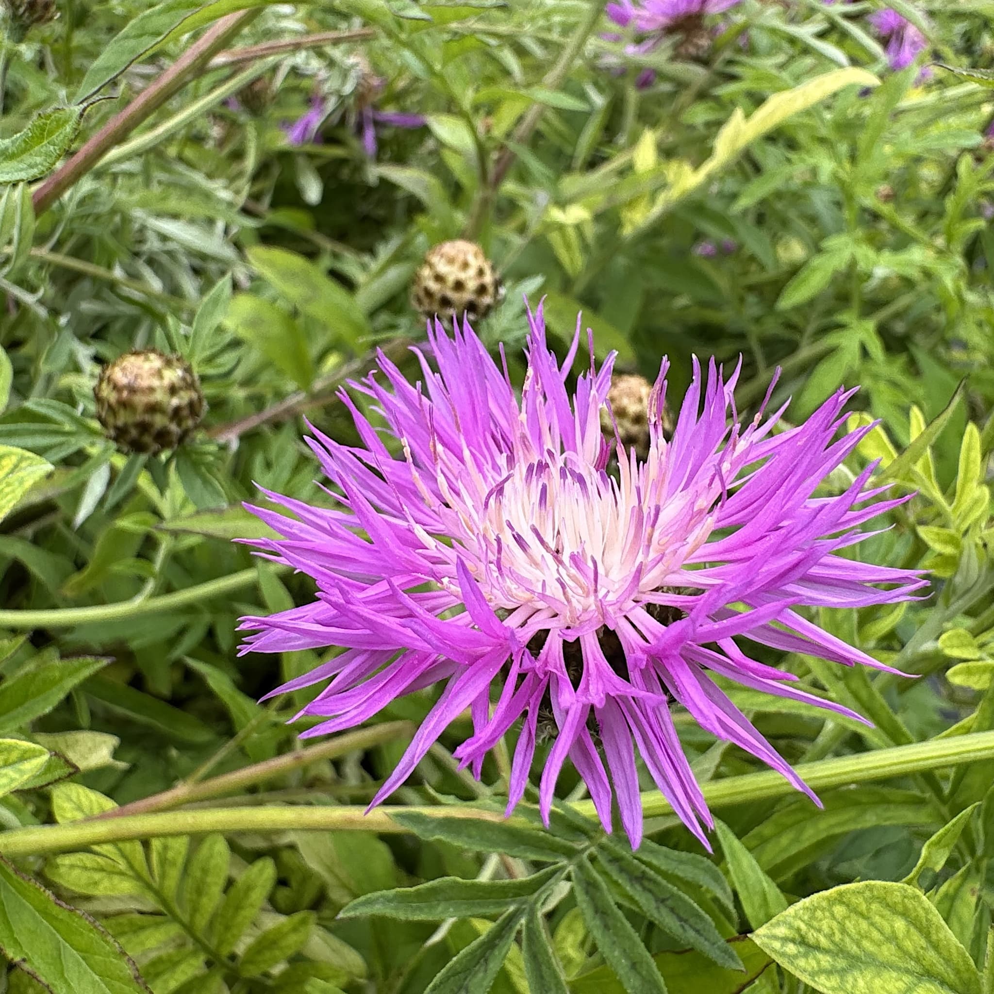 Centaurea dealbata