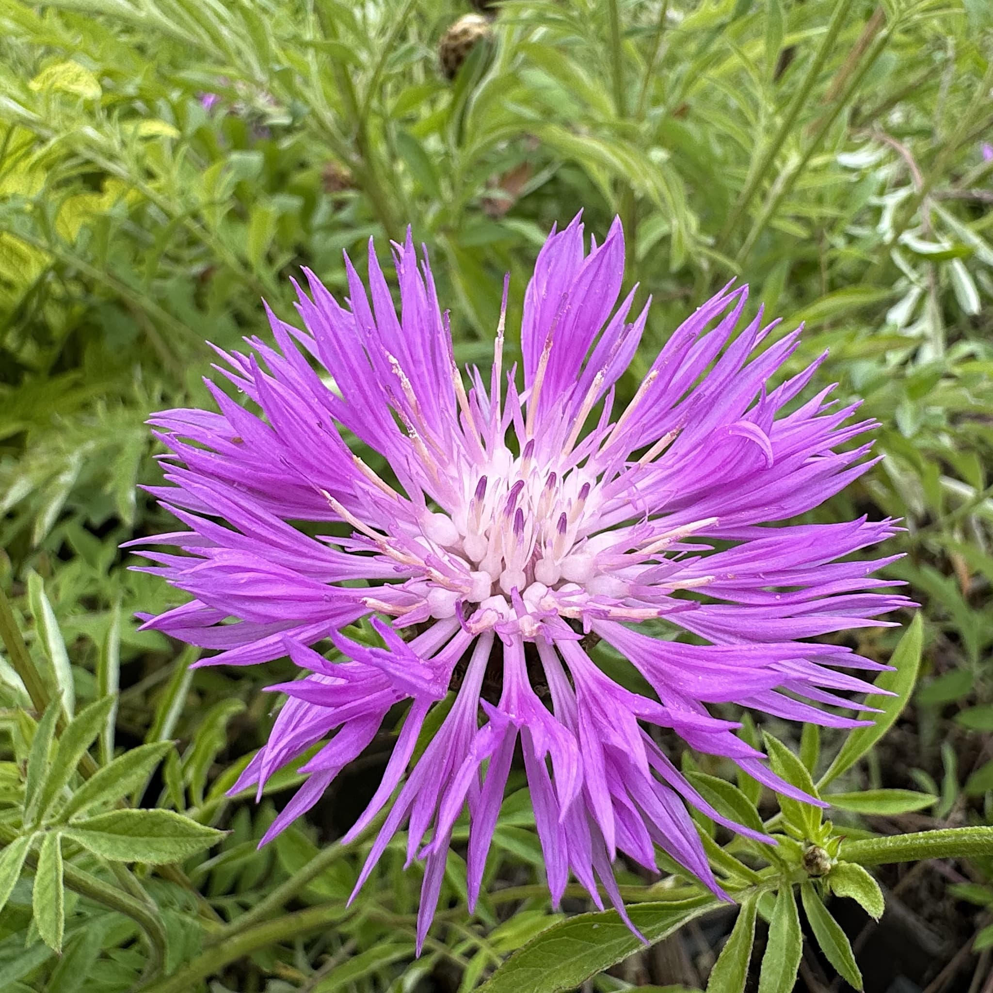 Centaurea dealbata