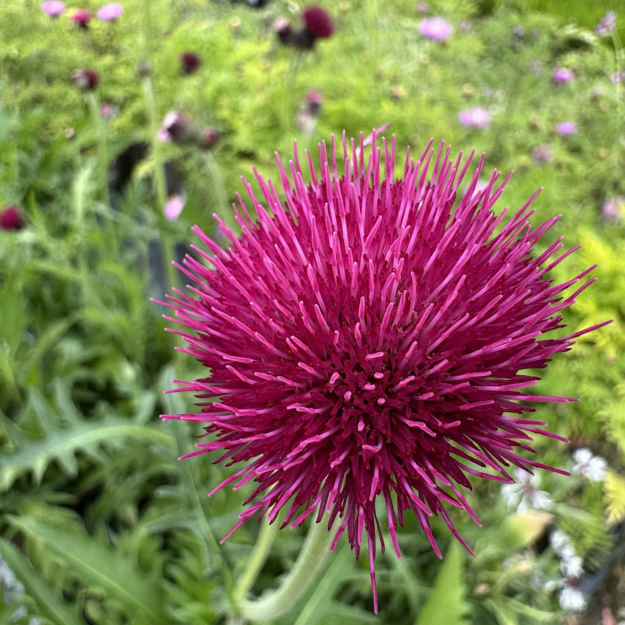 Cirsium rivulare 'Atropurpureum'