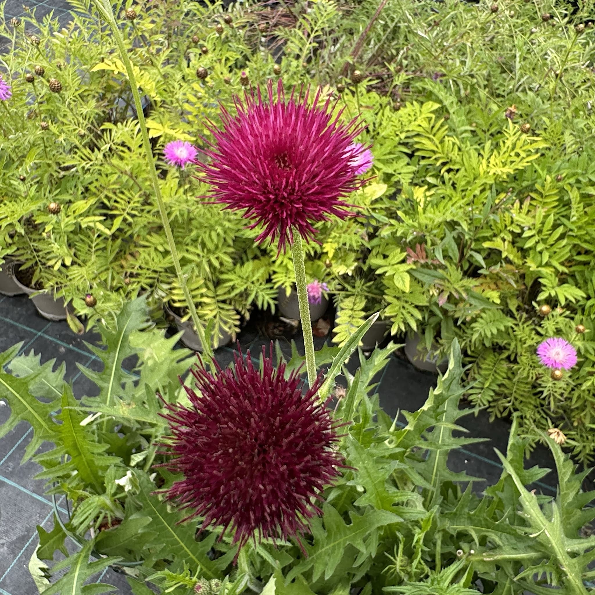 Cirsium rivulare 'Atropurpureum'