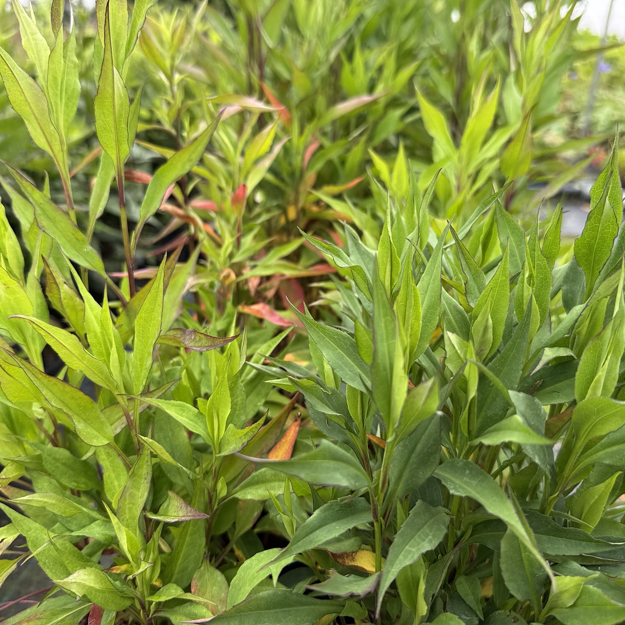 Aster cord. 'Little Carlow'