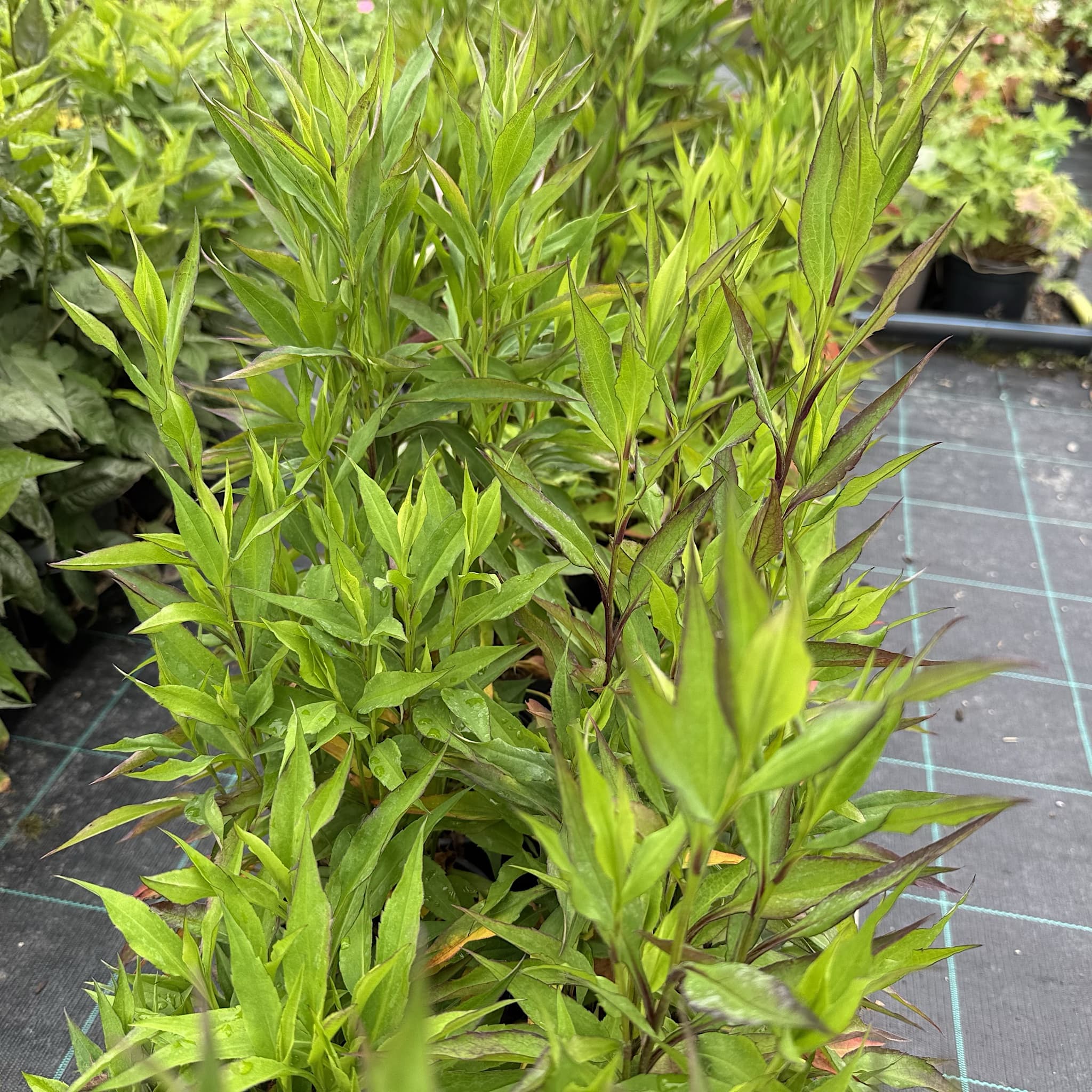 Aster cord. 'Little Carlow'