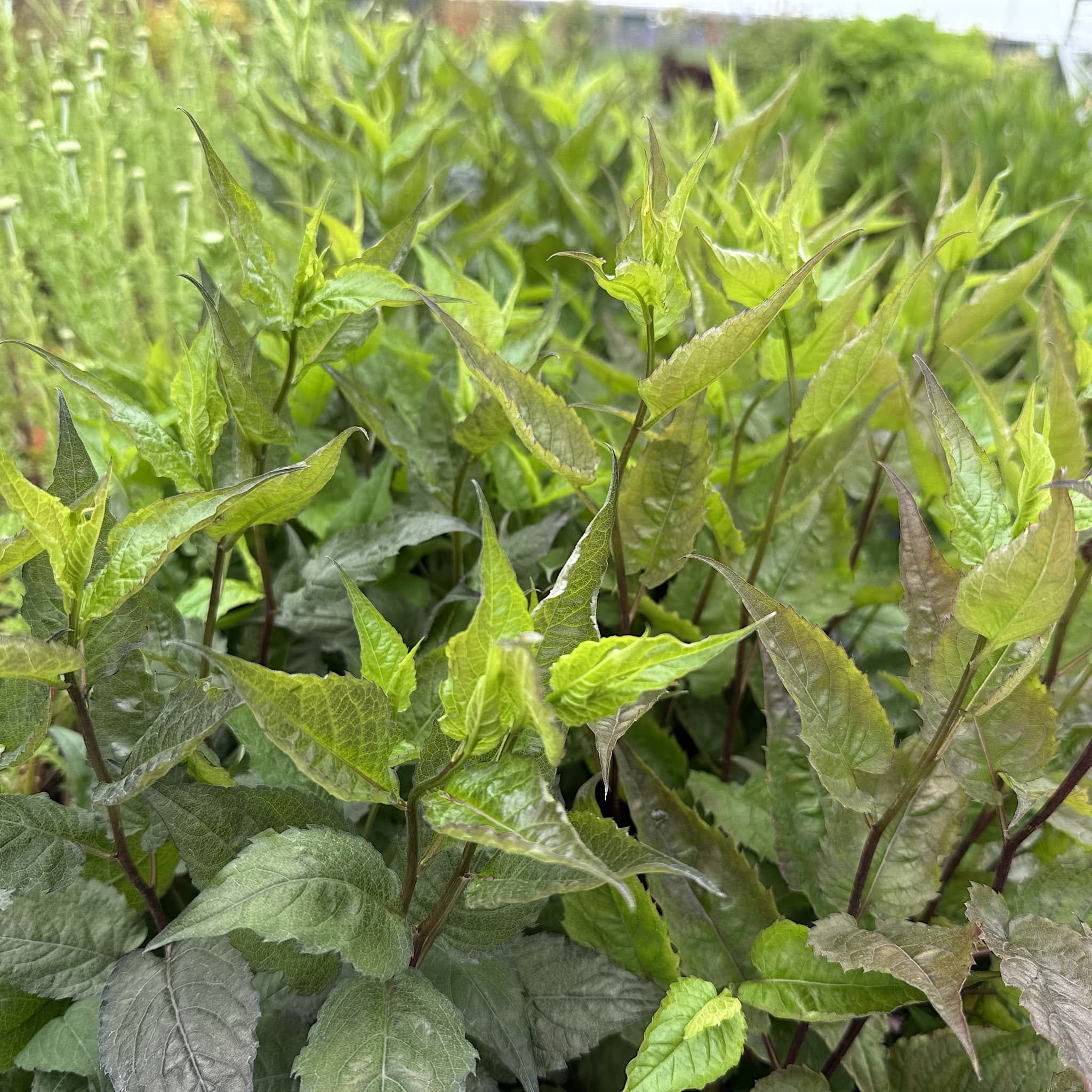 Aster divaricatus