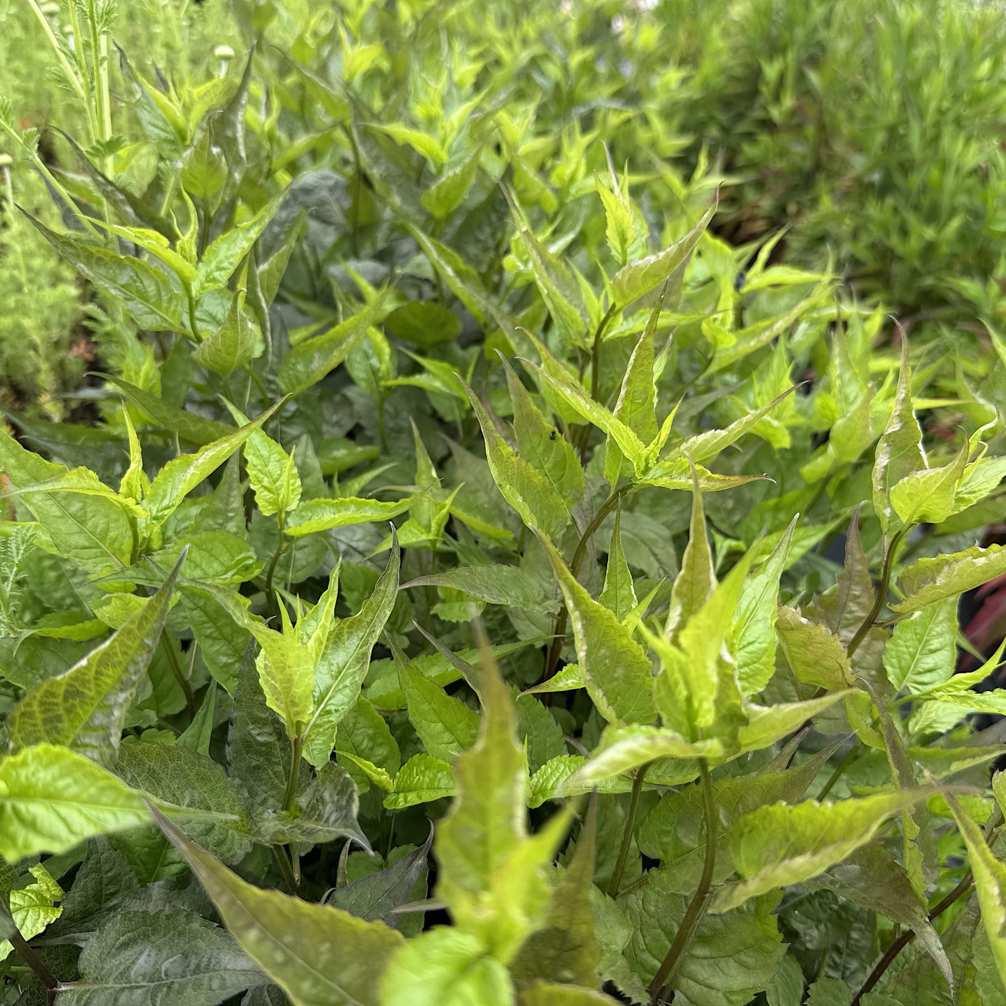 Aster divaricatus
