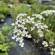 Anthriscus sylv. 'Ravenswing'