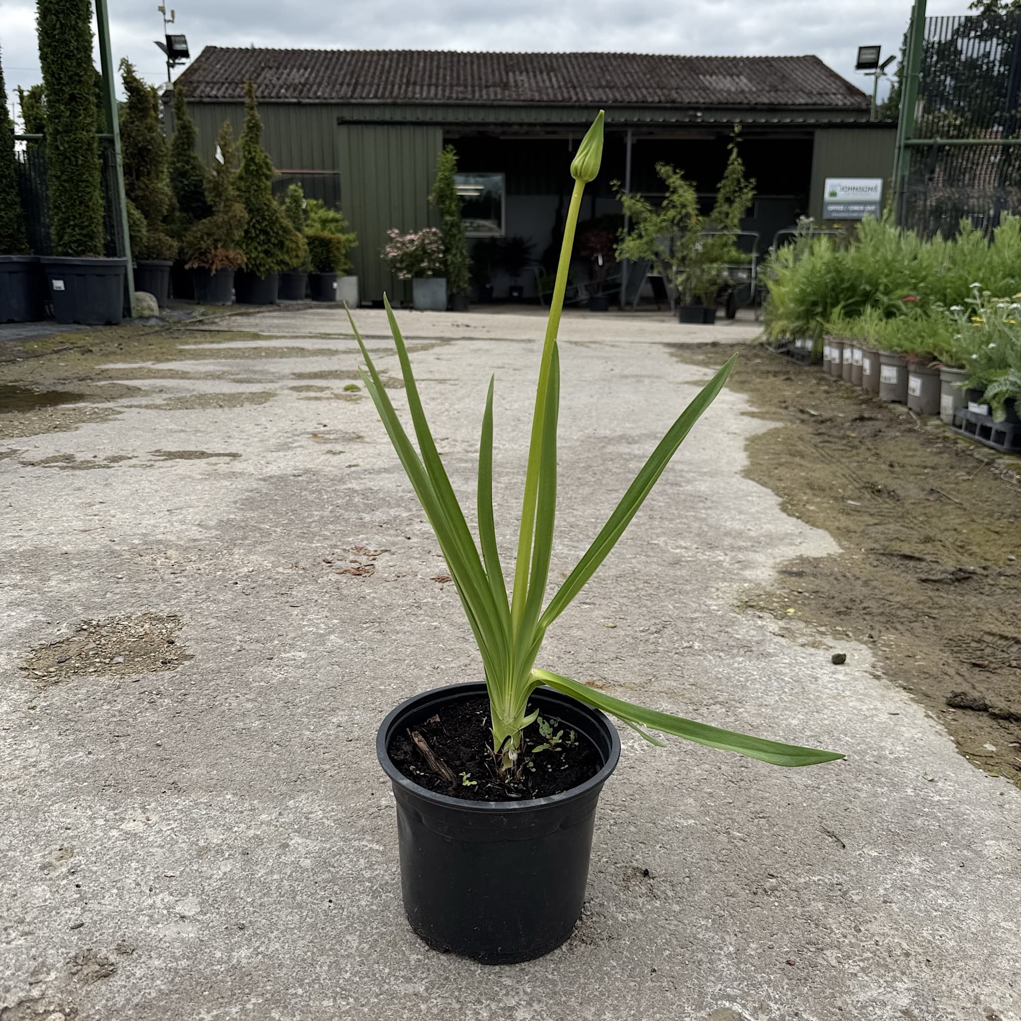 Agapanthus 'Polar Ice'