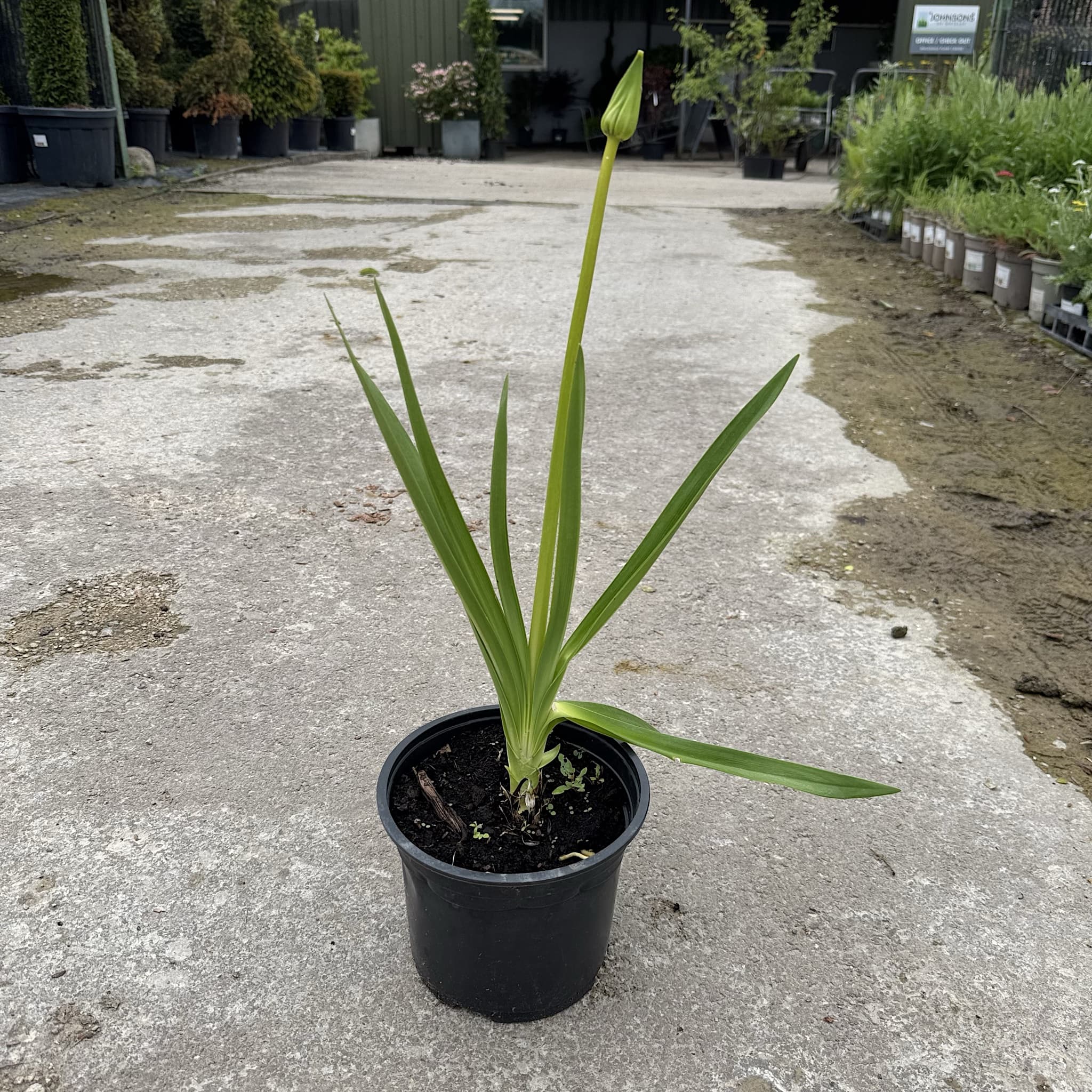 Agapanthus 'Polar Ice'