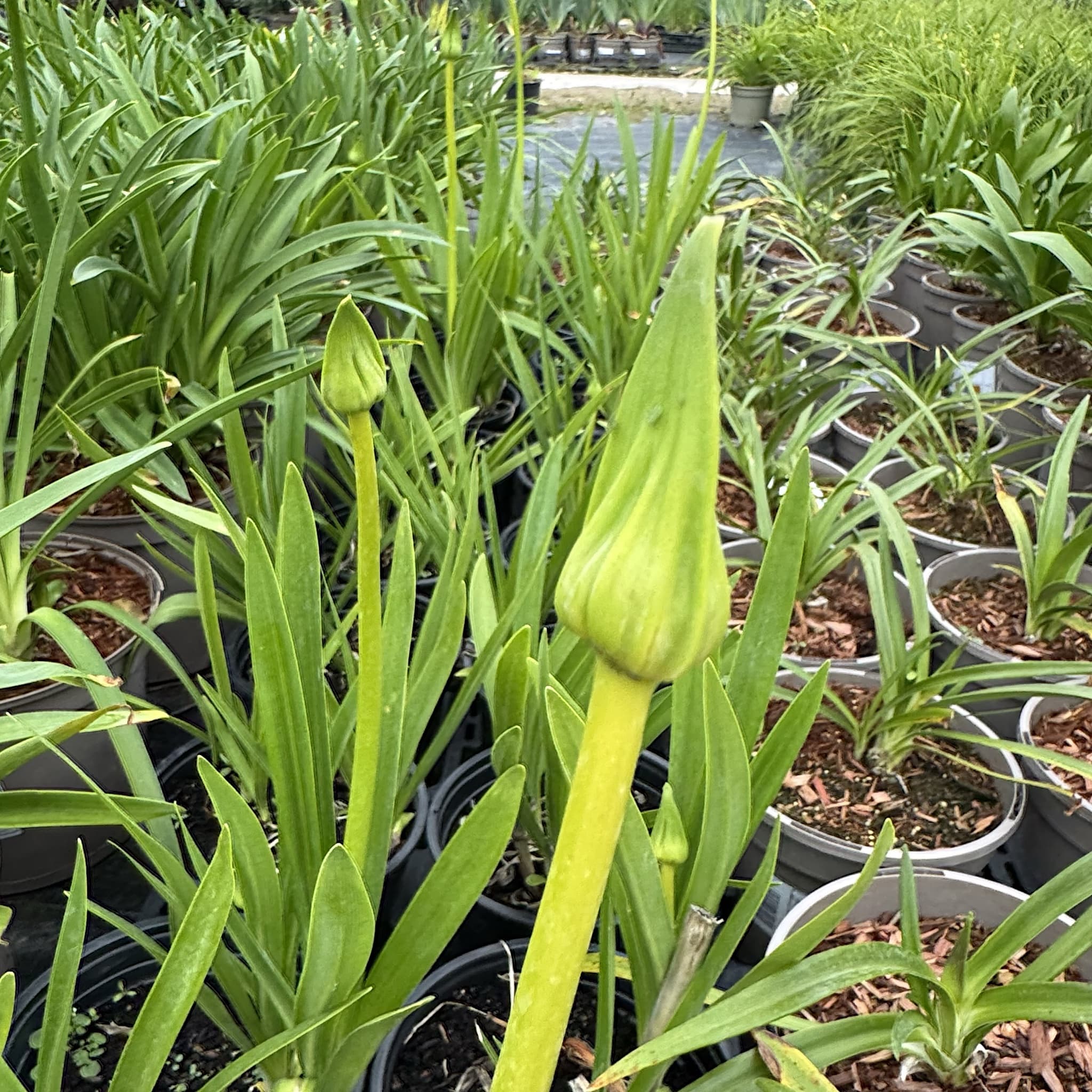 Agapanthus 'Polar Ice'