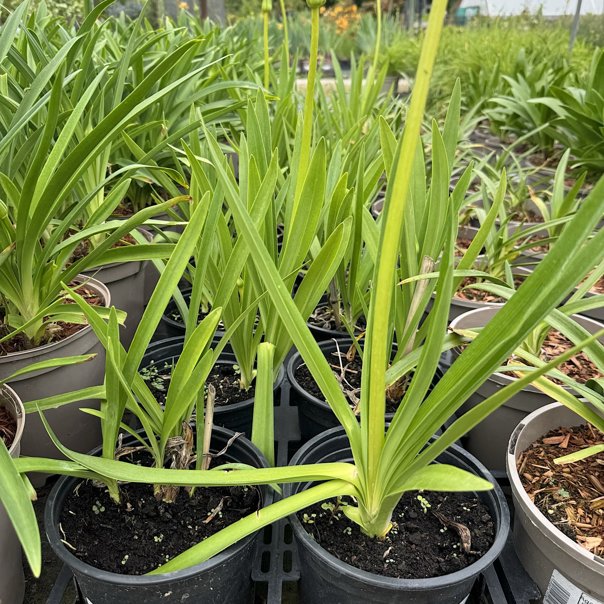 Agapanthus 'Polar Ice'