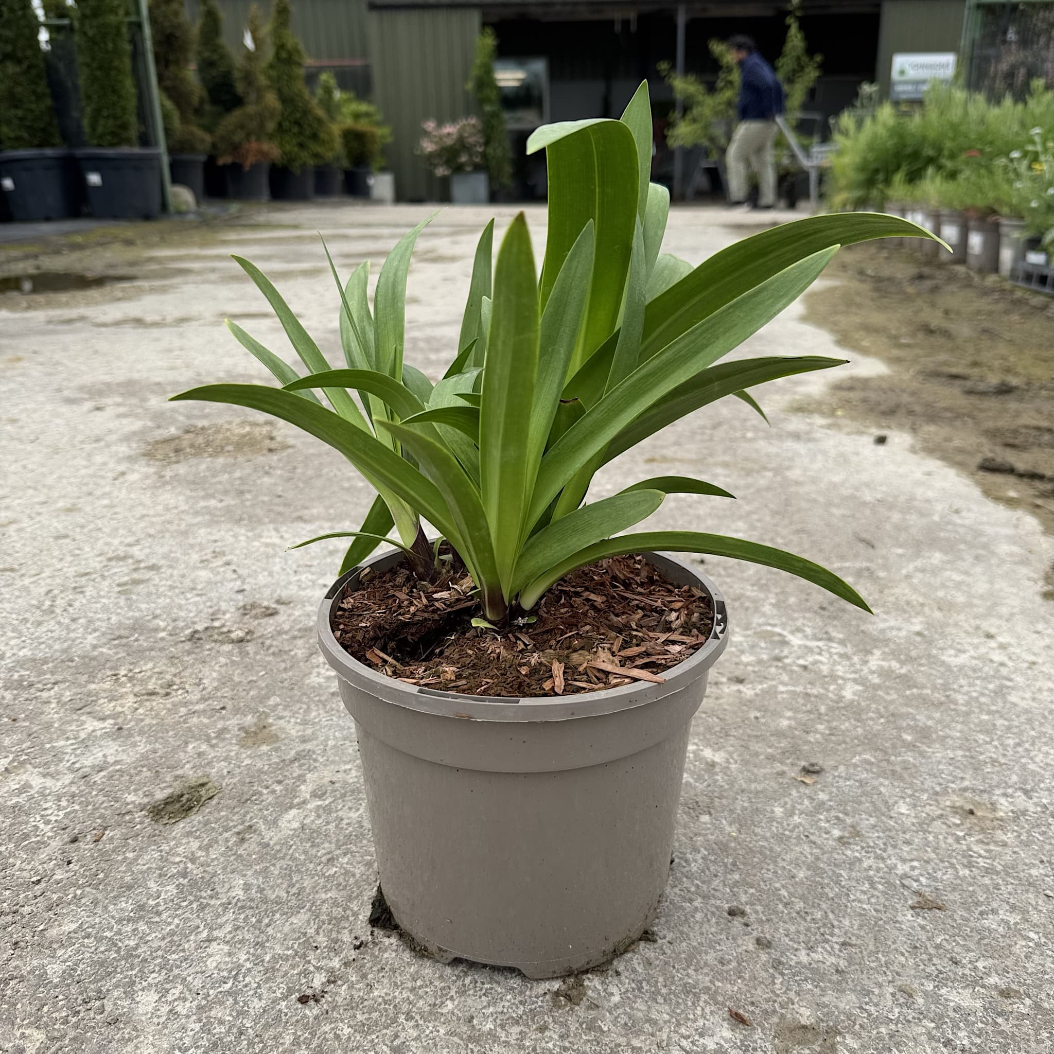 Agapanthus 'Windsor Grey'