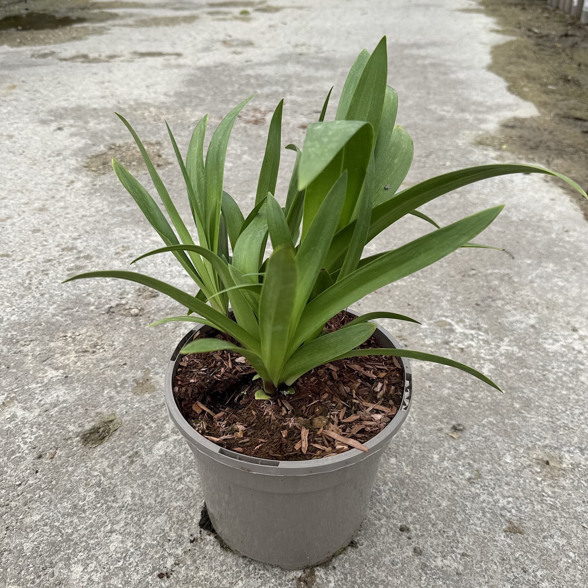 Agapanthus 'Windsor Grey'