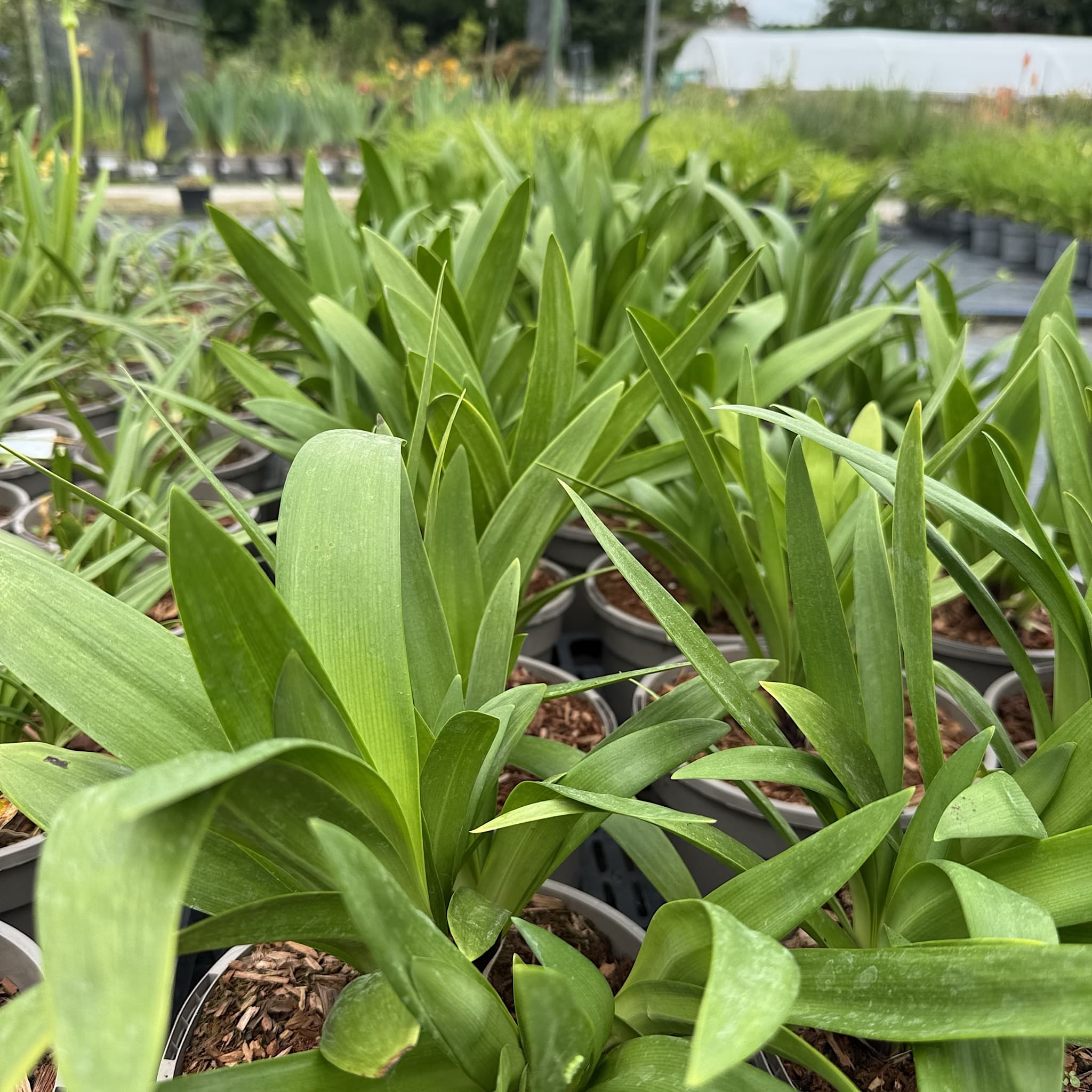 Agapanthus 'Windsor Grey'