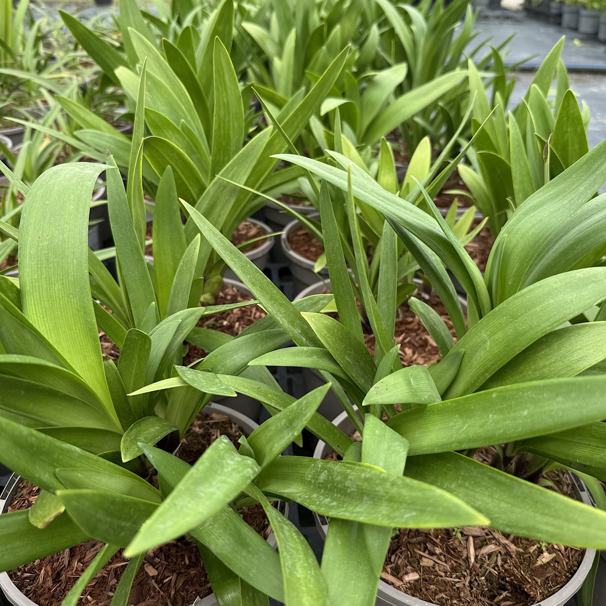 Agapanthus 'Windsor Grey'
